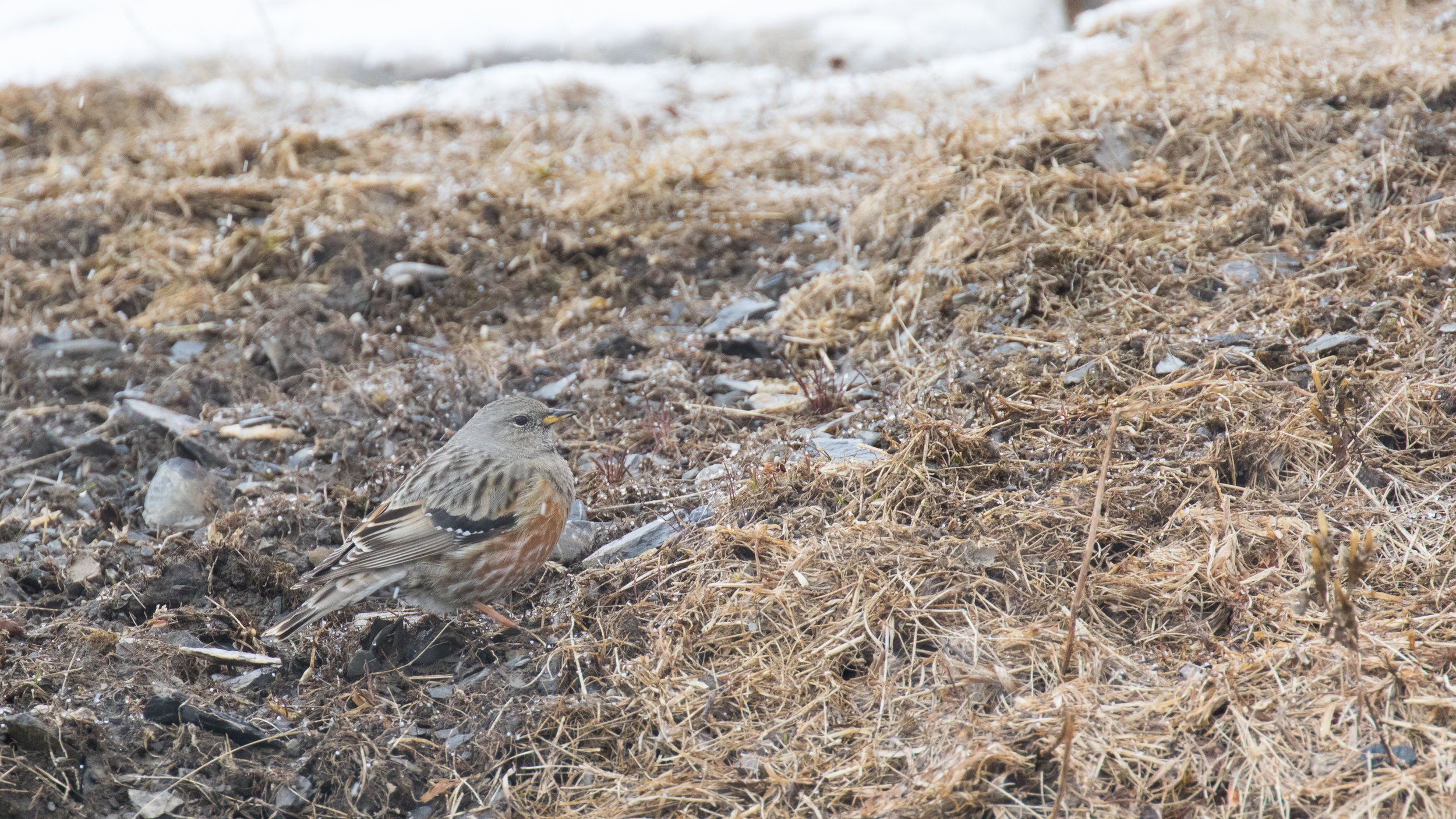 Alpine Accentor (Prunella collaris)