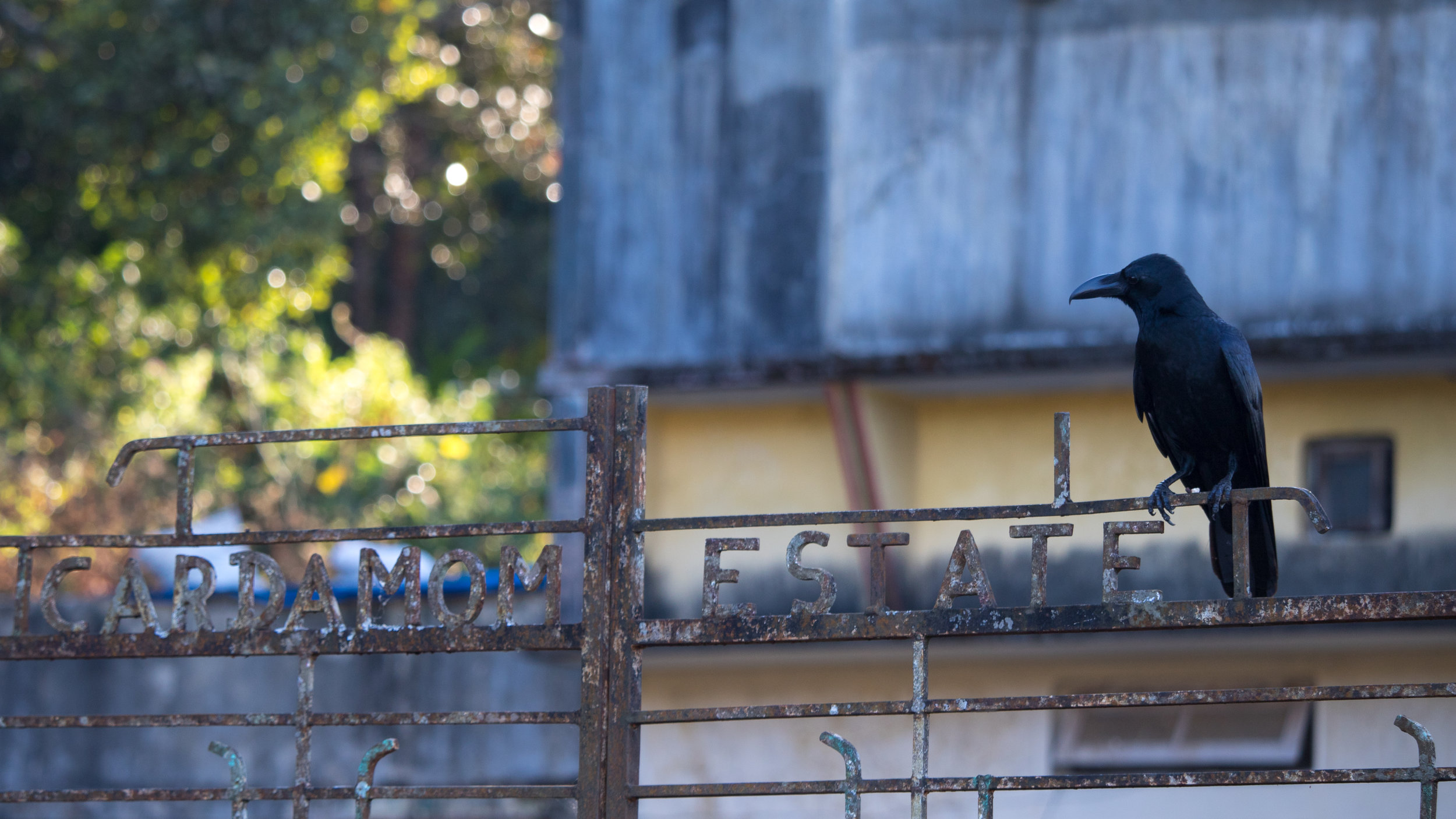 Large-billed Crow (Corvus macrorhynchos)