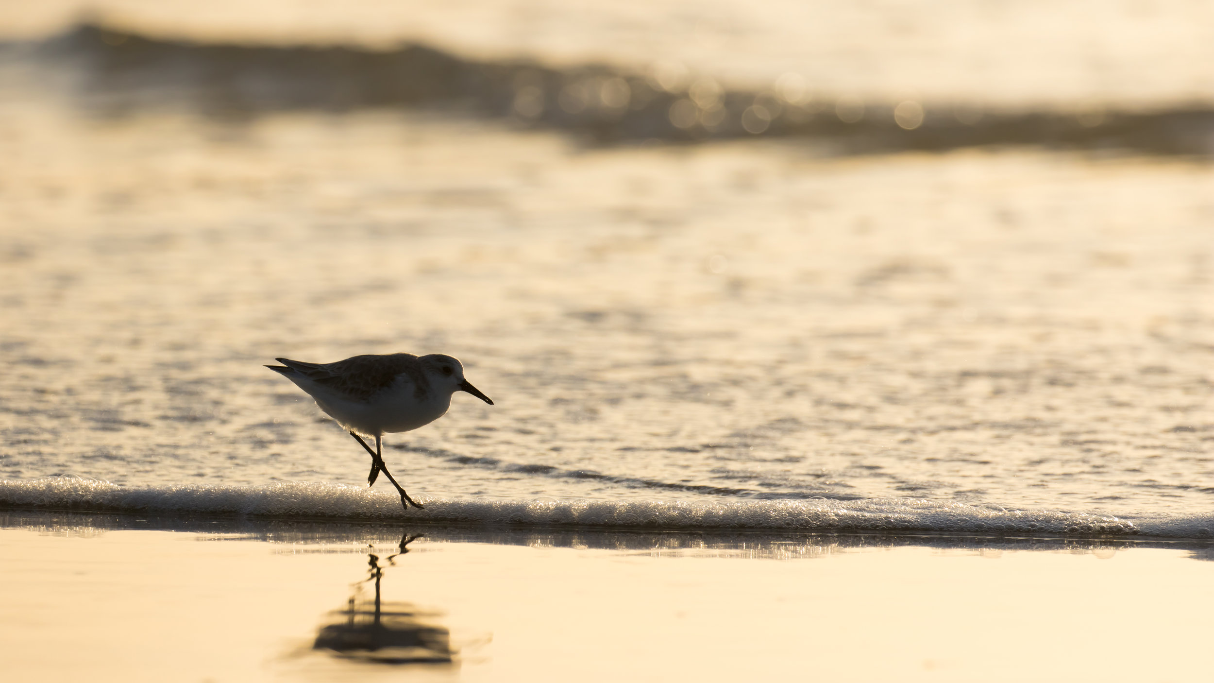 Sanderling On The Run.jpg