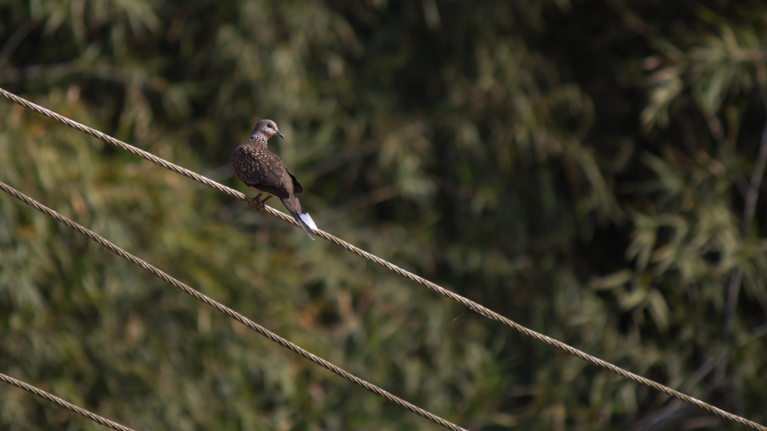 Spotted Dove (Spilopelia suratensis)