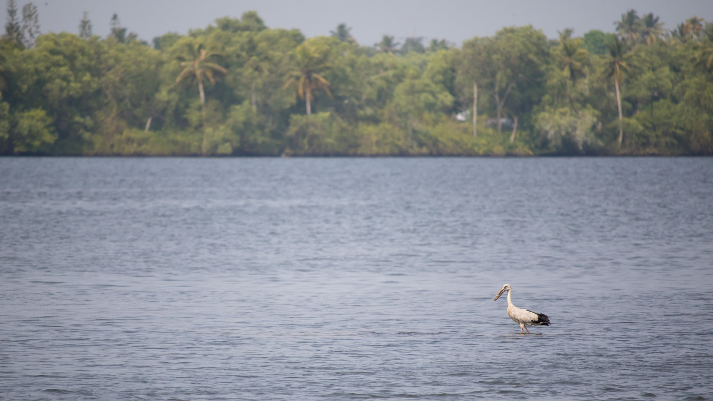 Asian Openbill (Anastomus oscitans)