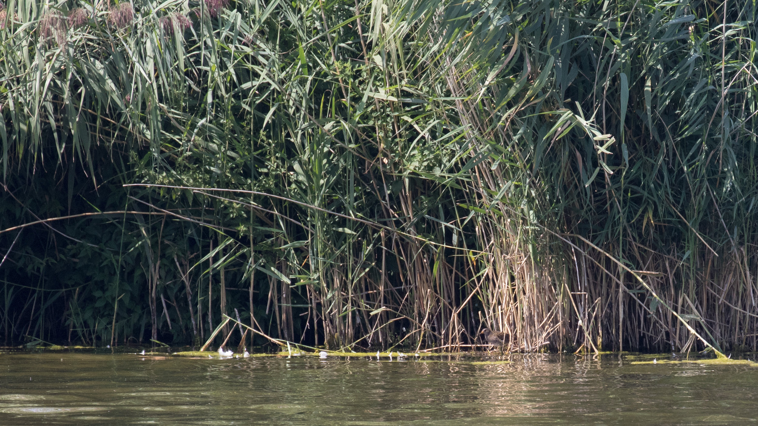 Spotted Crake (Porzana porzana)