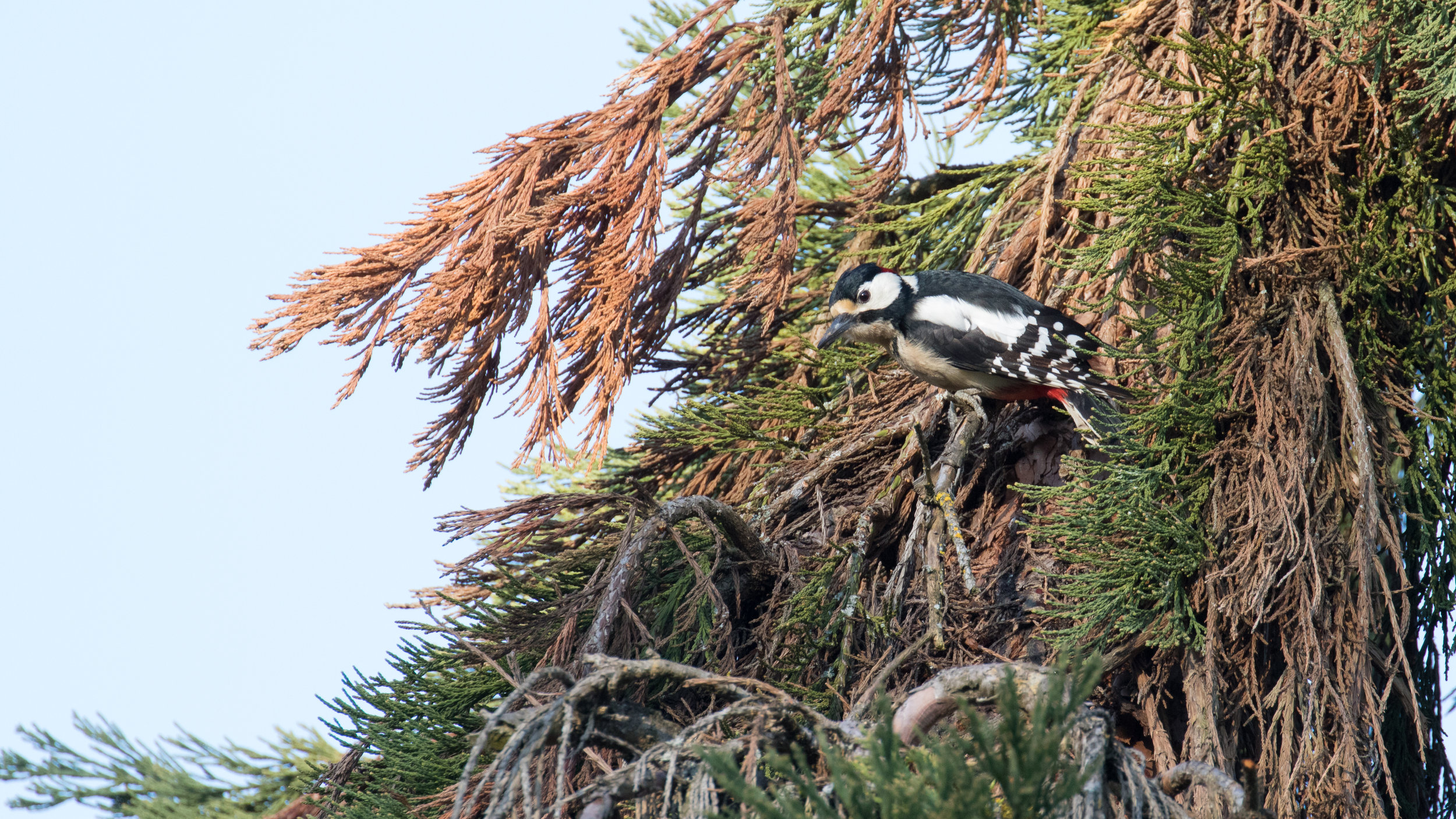 Great Spotted Woodpecker (Dendrocopos major)