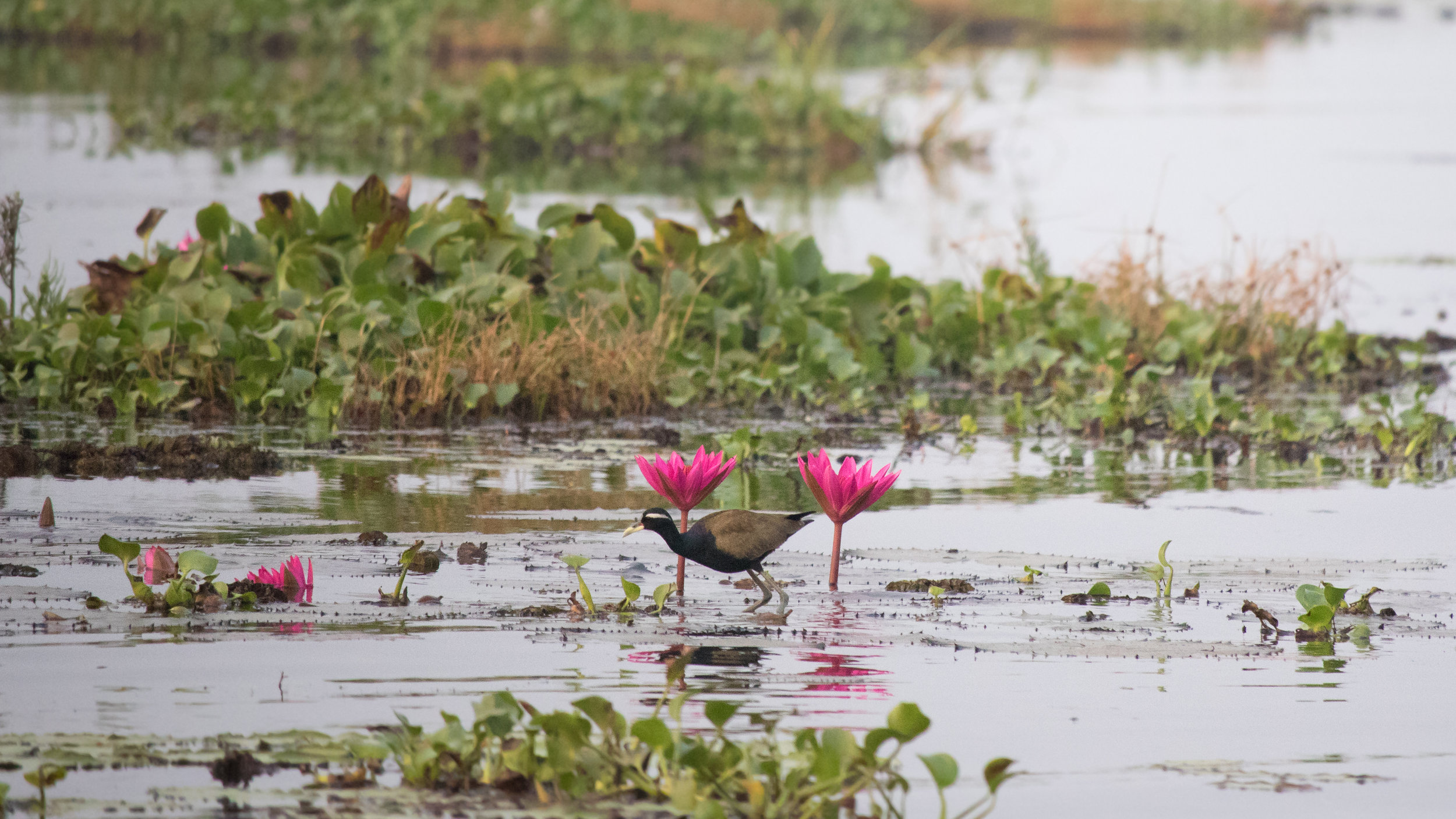 Bronze-winged Jacana (Metopidius indicus)