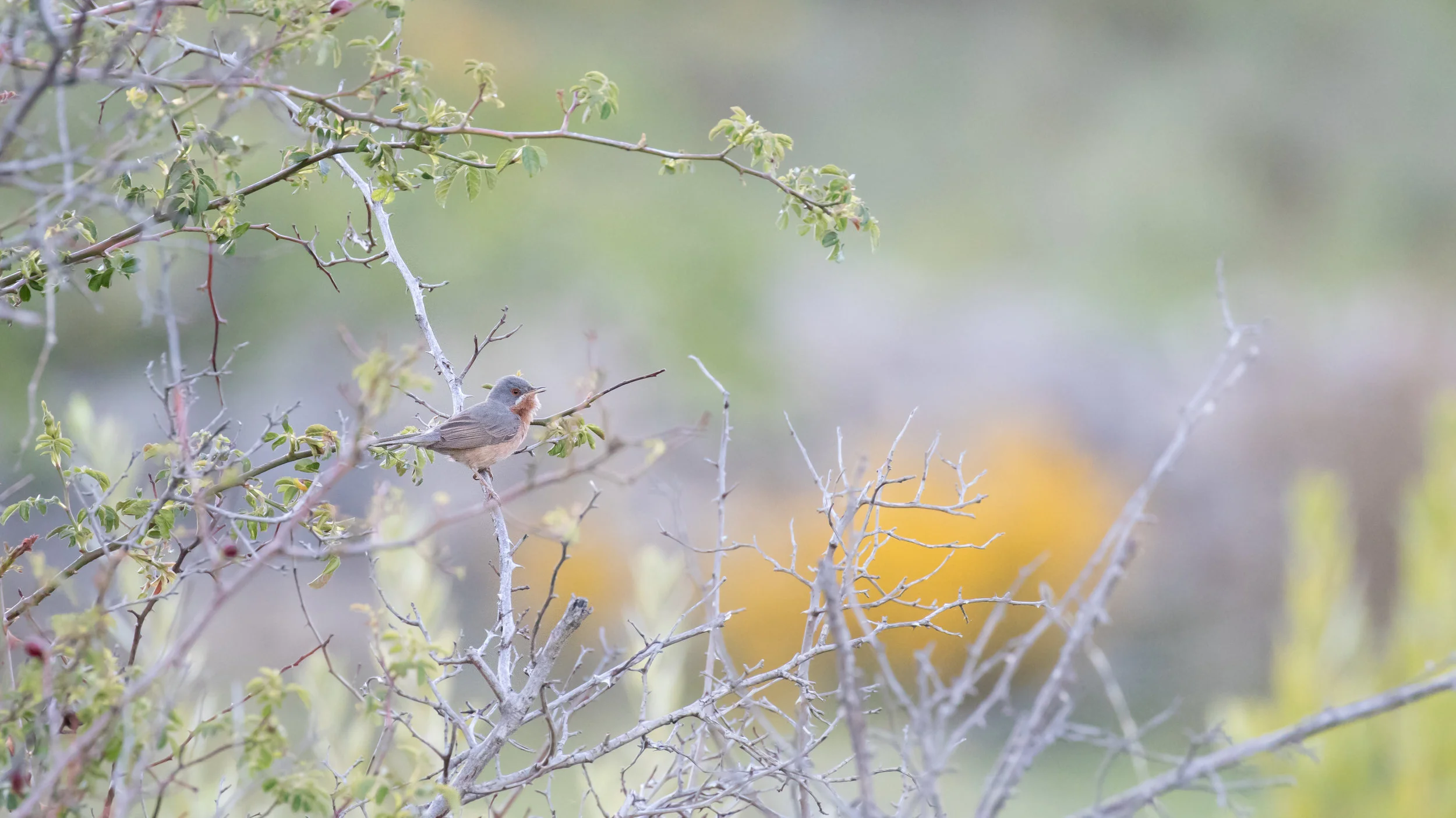 Subalpine Warbler (Sylvia cantillans)