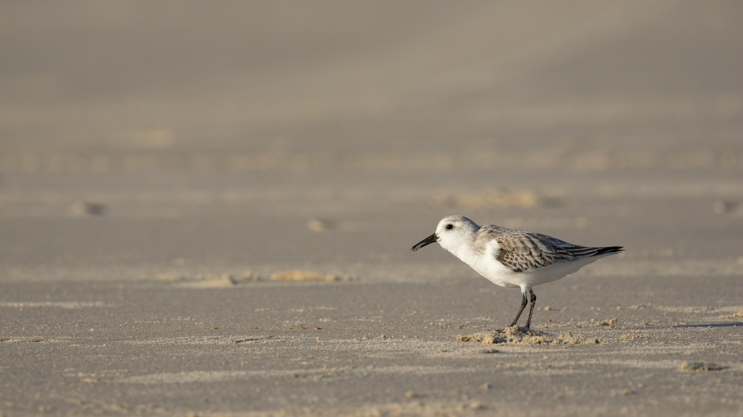 Sanderling (Calidris alba)