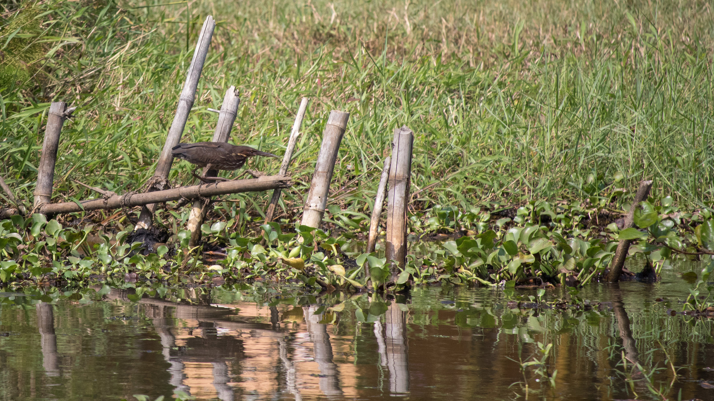 Black Bittern (Ixobrychus flavicollis)