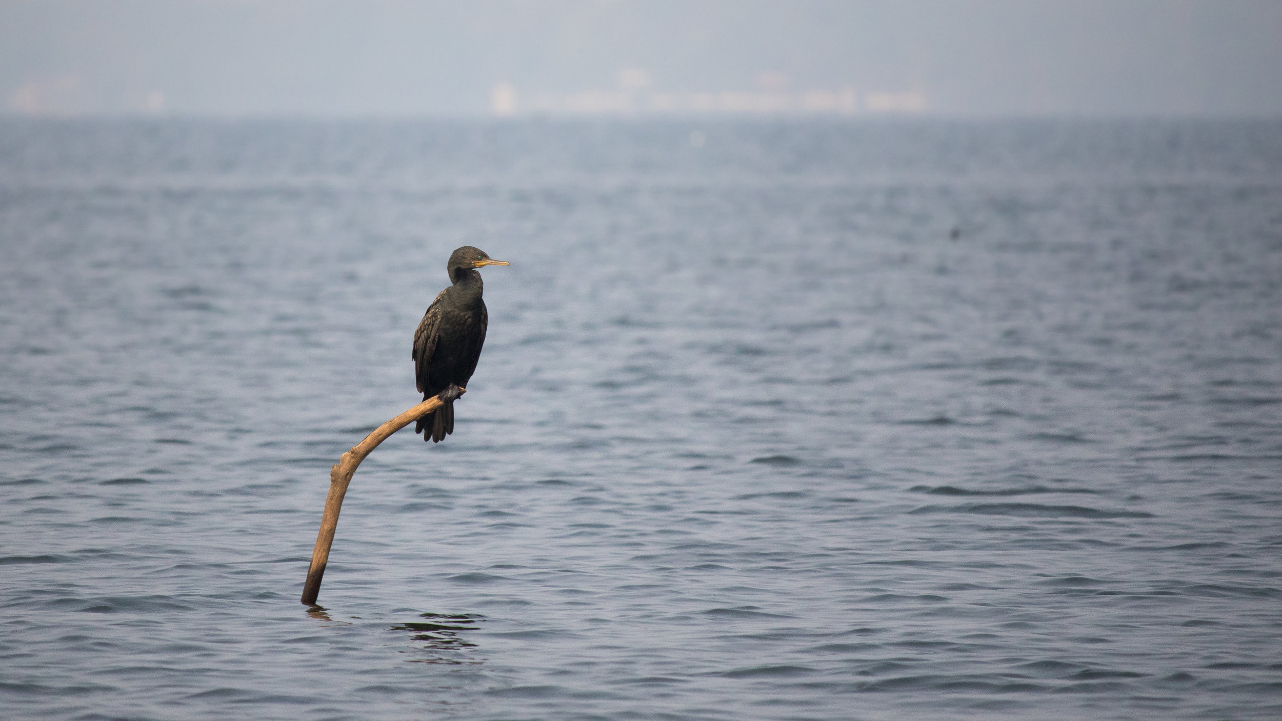 Indian Cormorant (Phalacrocorax fuscicollis)