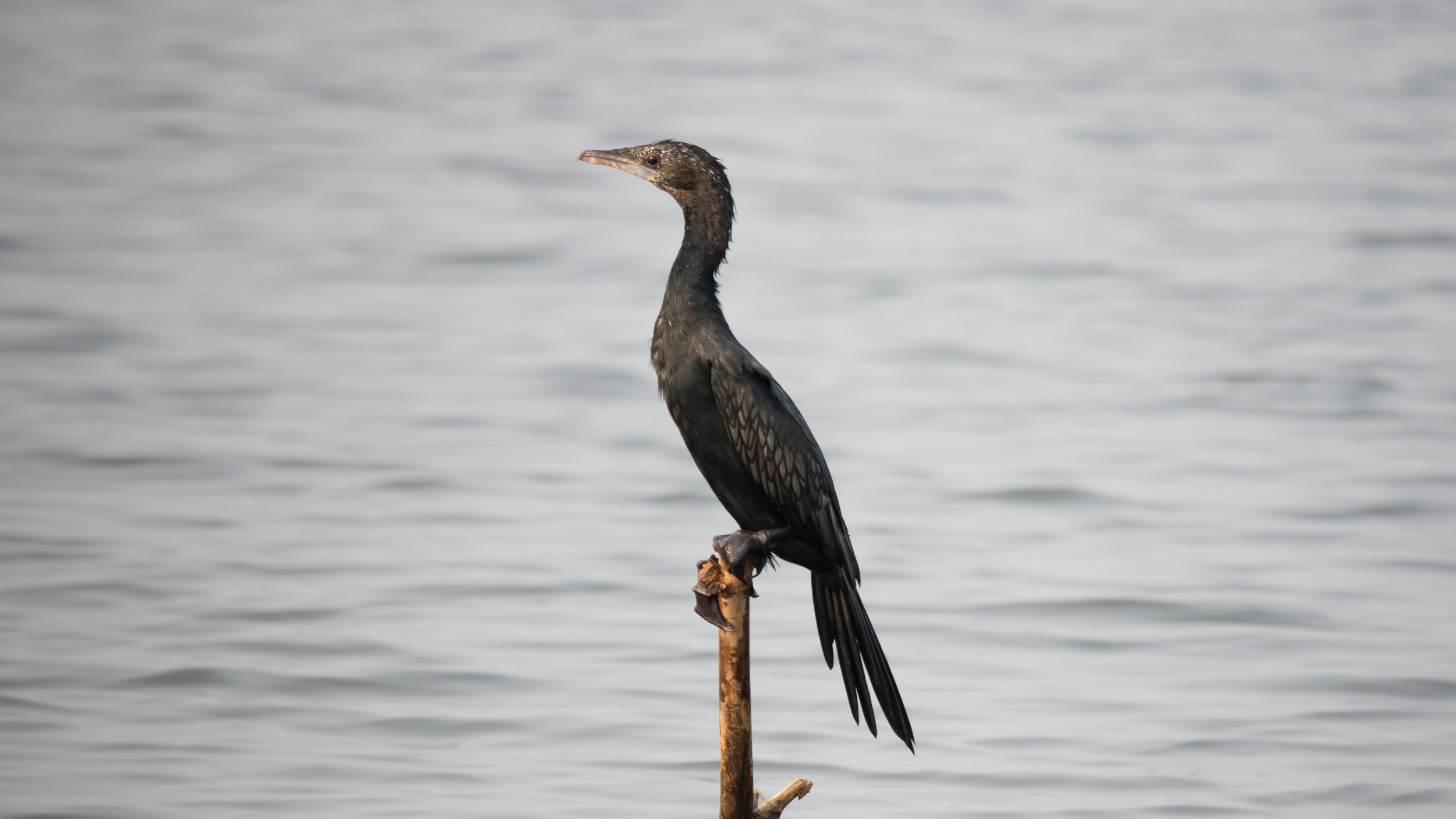 Little Cormorant (Microcarbo niger)