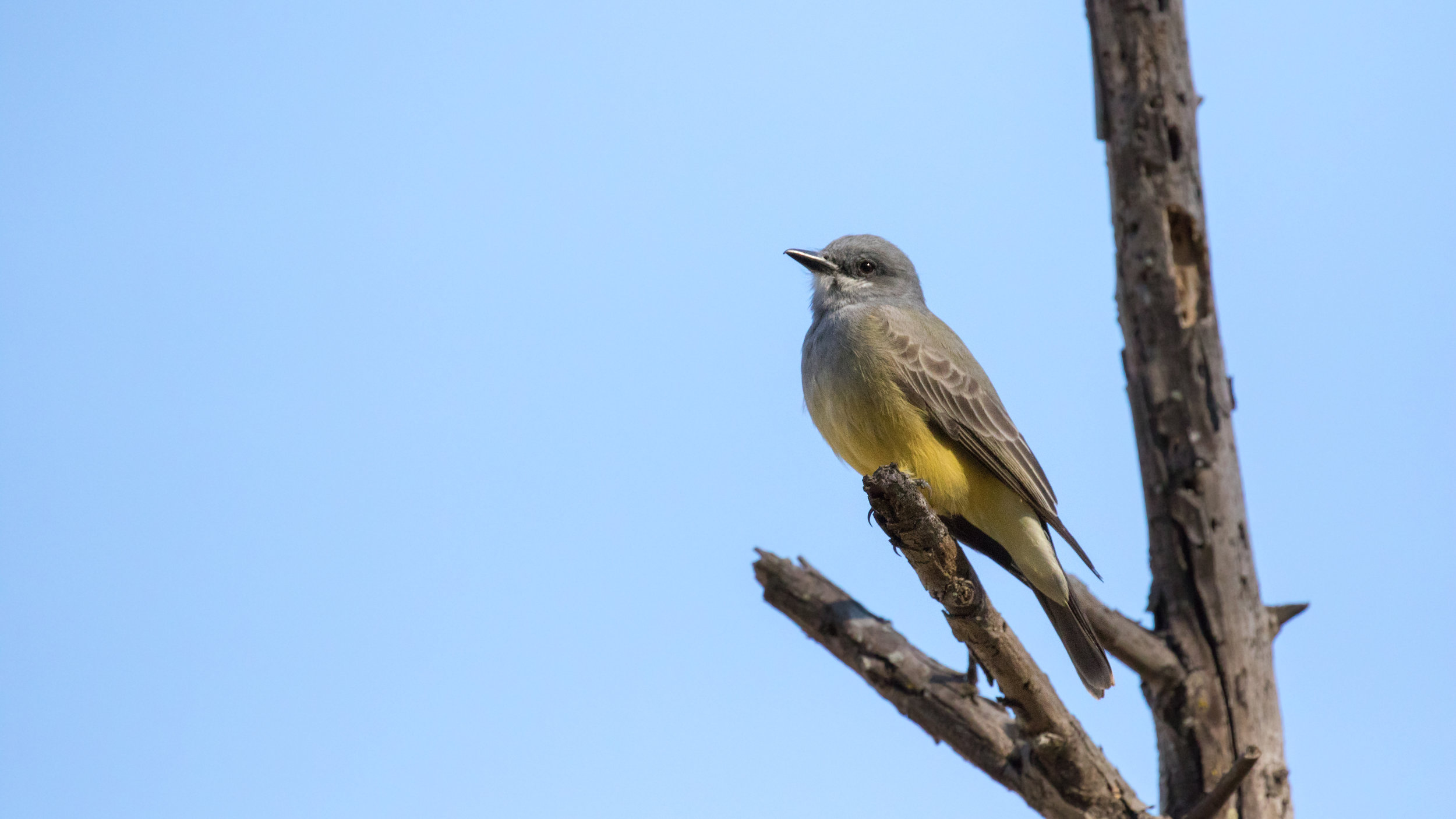 Cassin's Kingbird (Tyrannus vociferans)