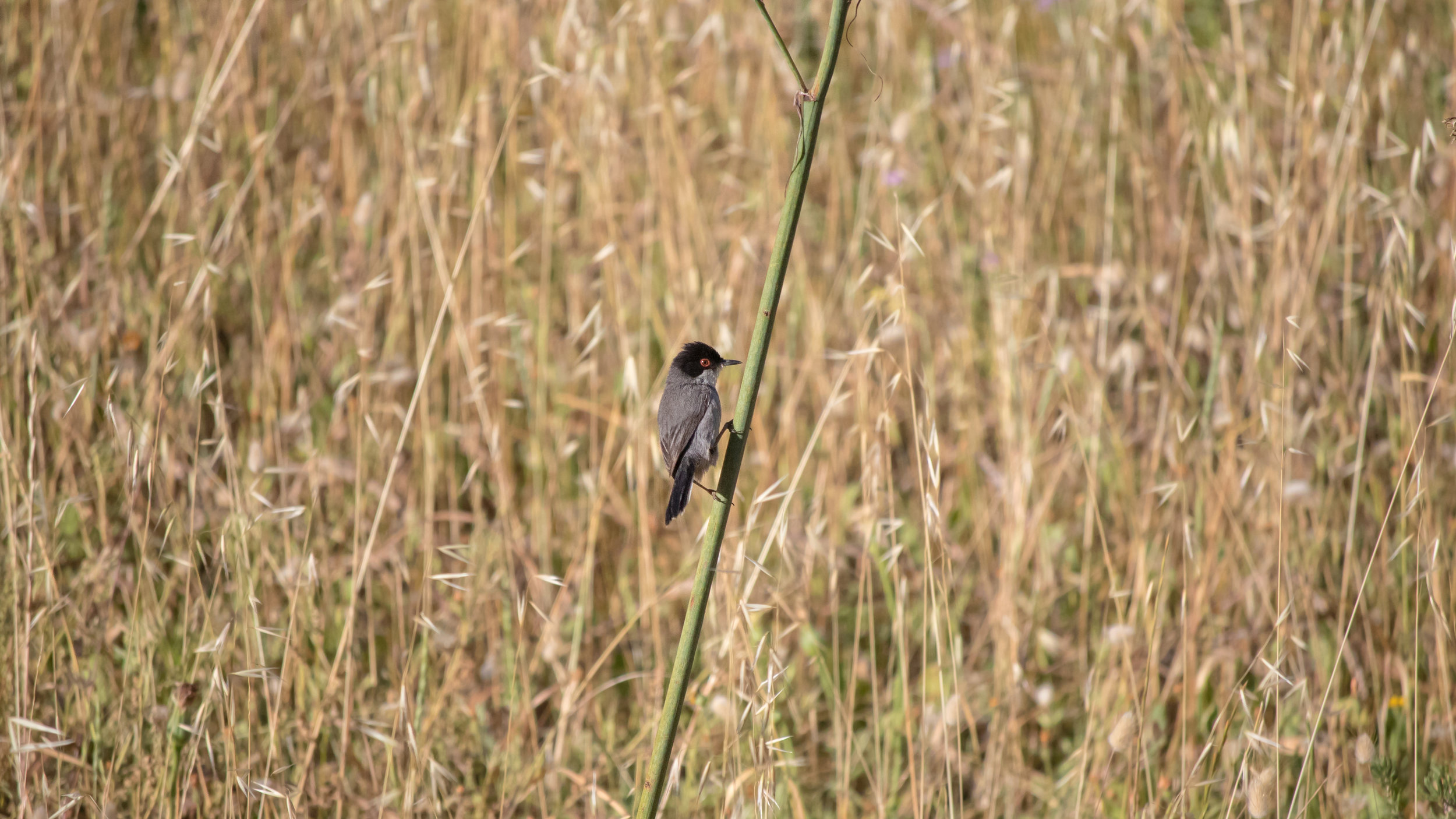 Sardinian Warbler (Sylvia melanocephala)
