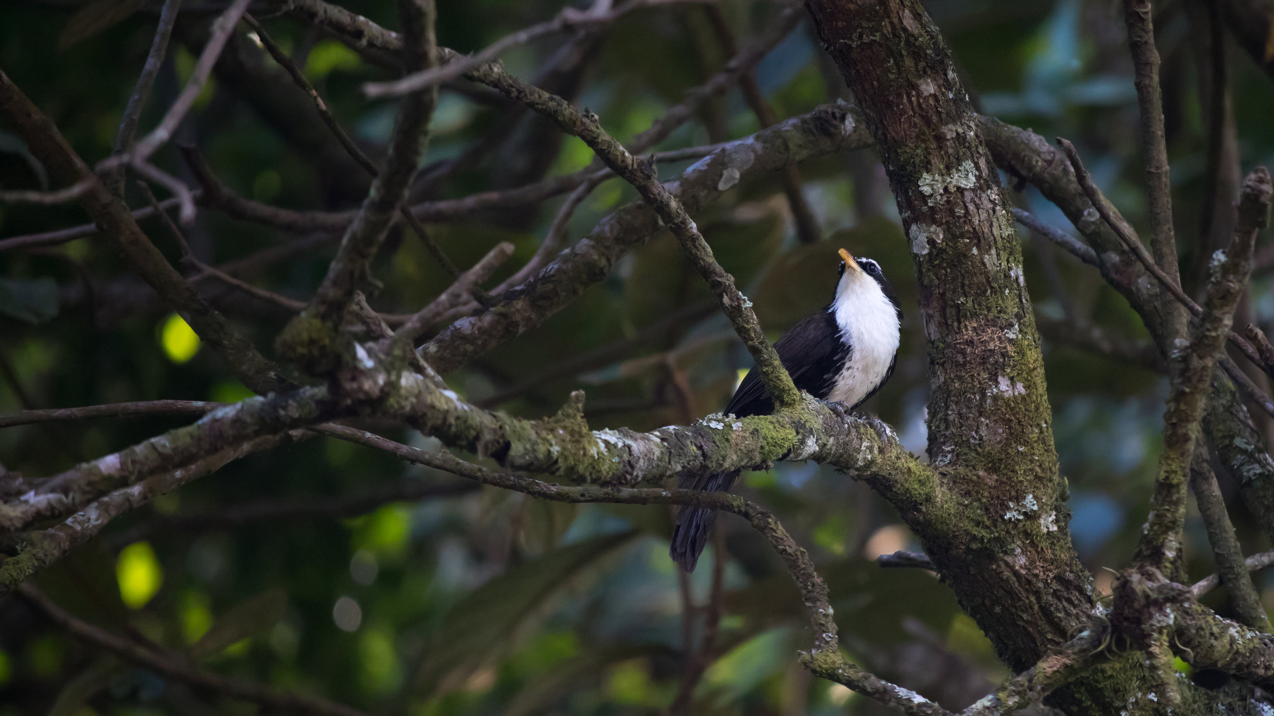 Indian Scimitar-babbler (Pomatorhinus horsfieldii)