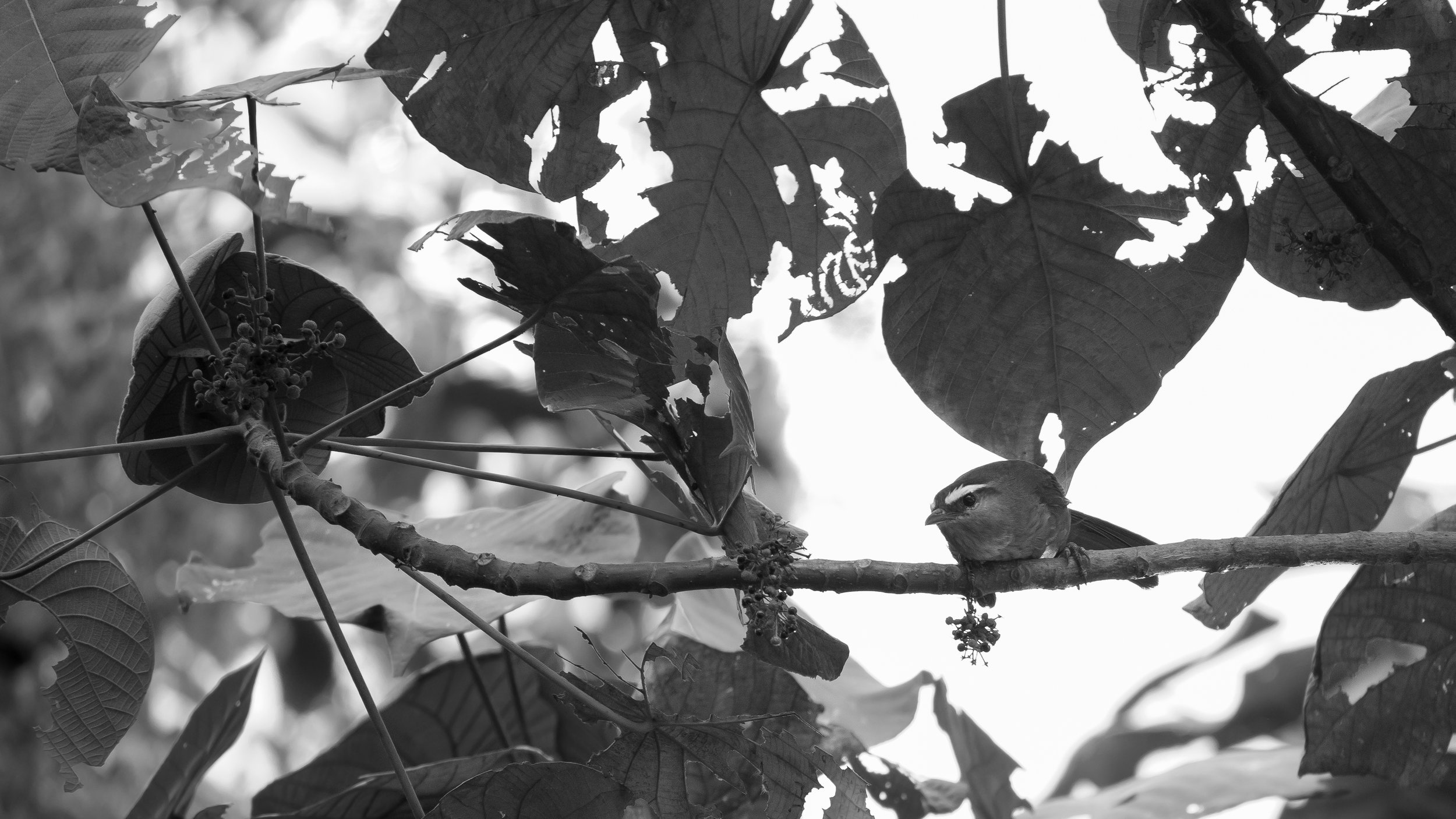 Palani Laughingthrush (Trochalopteron fairbanki)