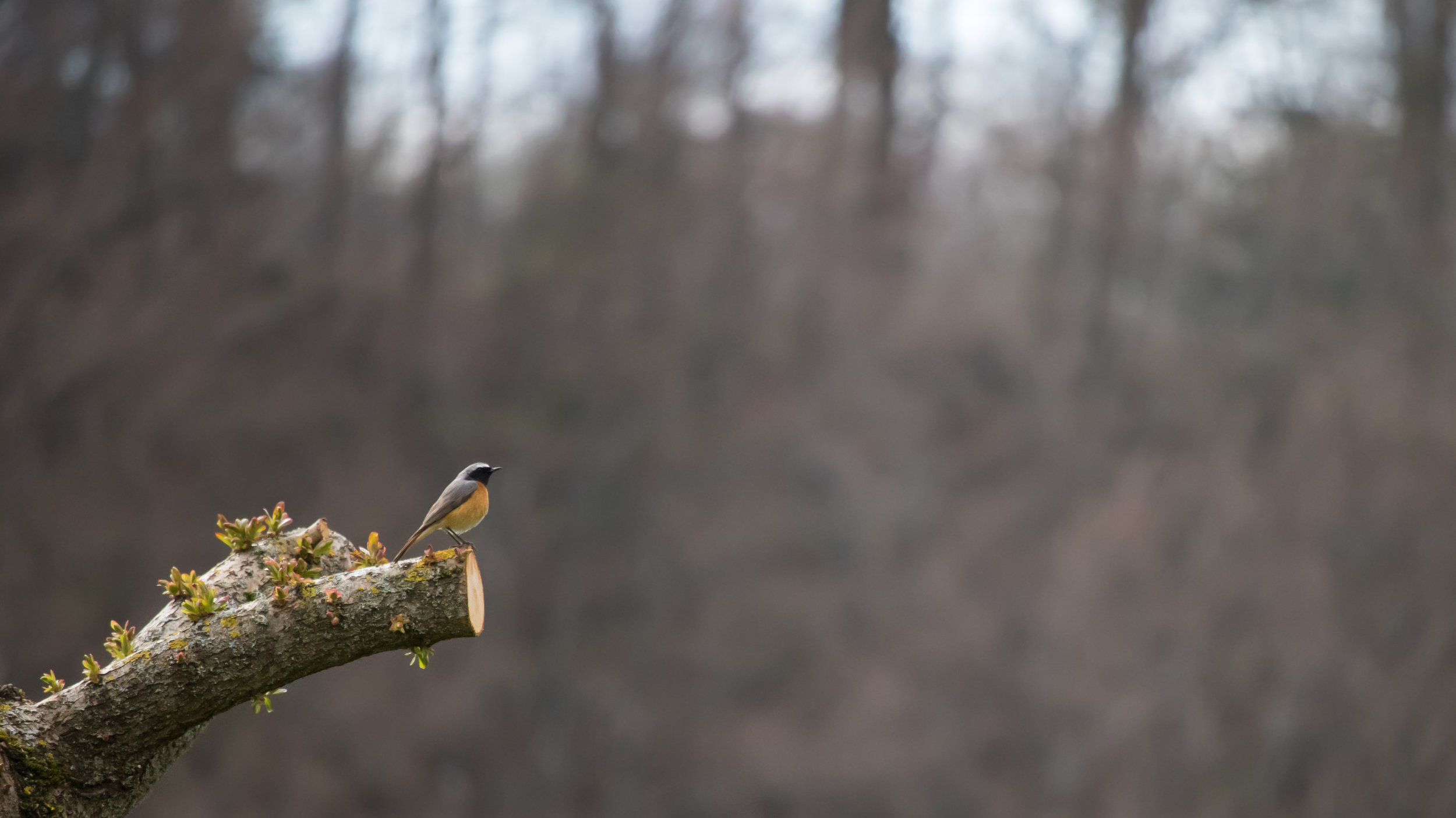 Common Redstart (Phoenicurus phoenicurus)