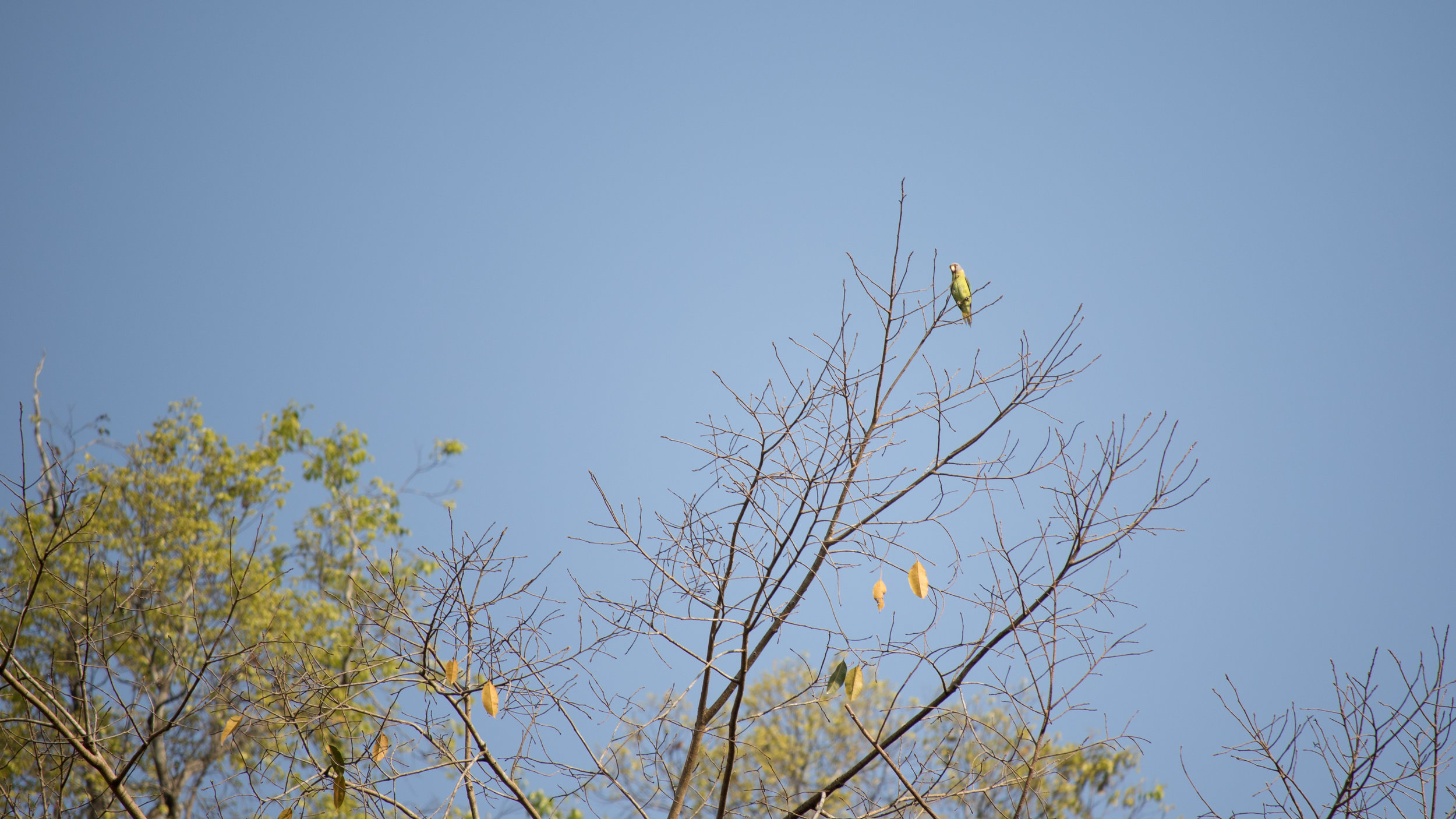 Plum-headed Parakeet (Psittacula cyanocephala)