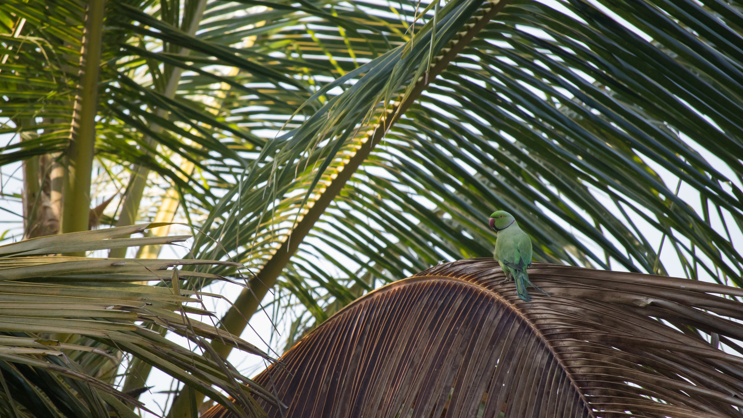Rose-ringed Parakeet (Psittacula krameri)