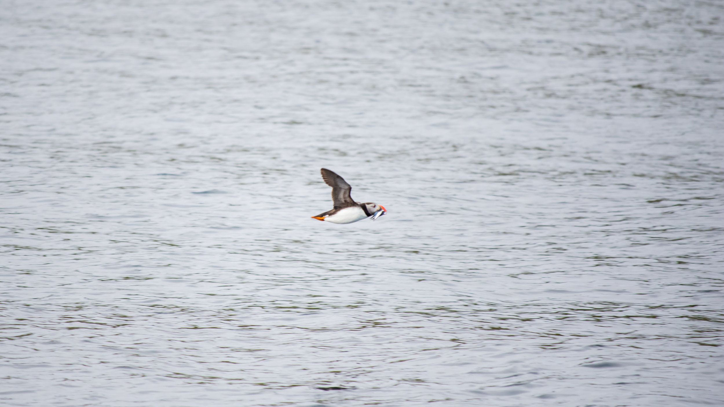 Atlantic Puffin (Fratercula arctica)