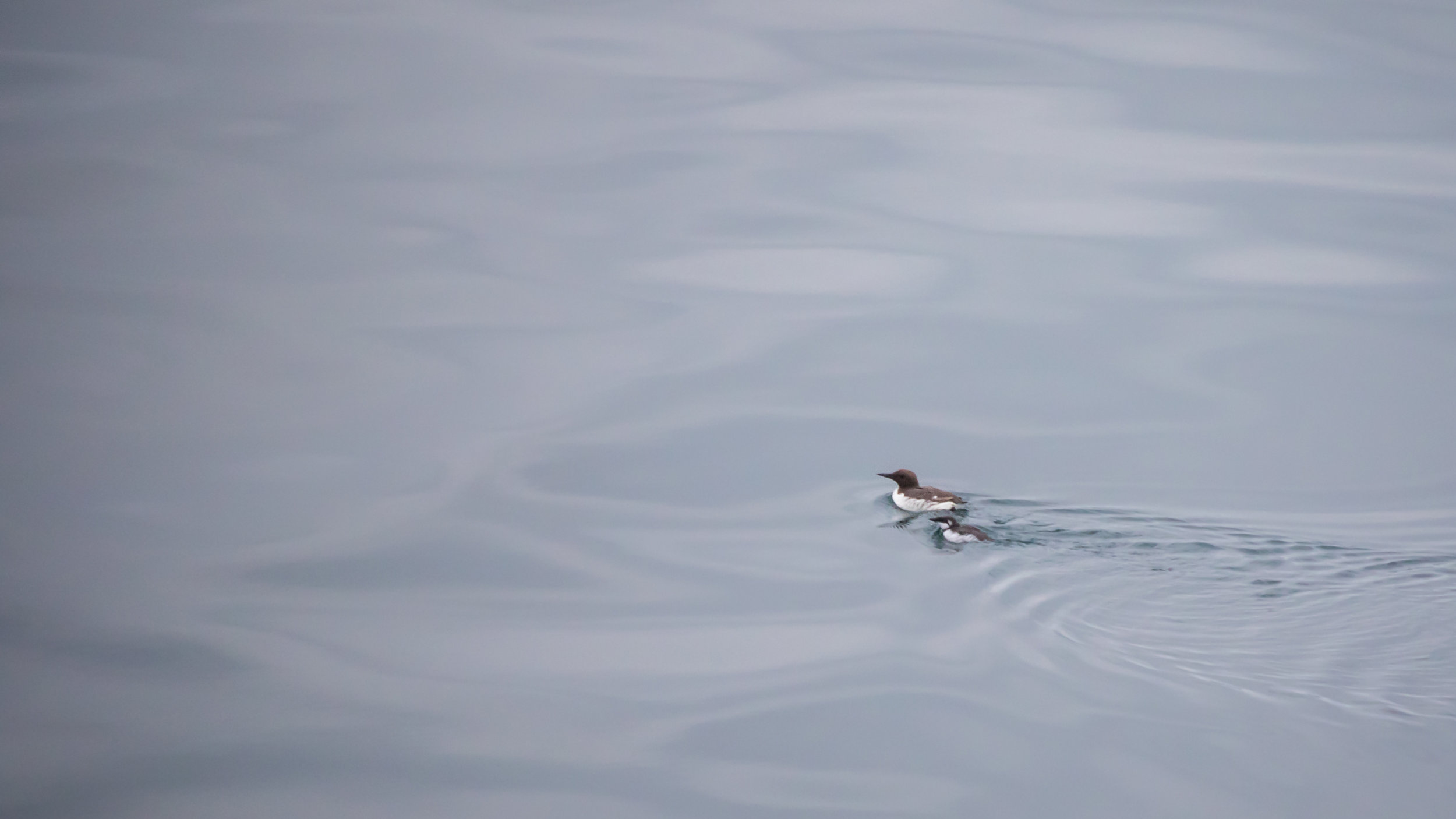 Common Murre (Uria aalge)
