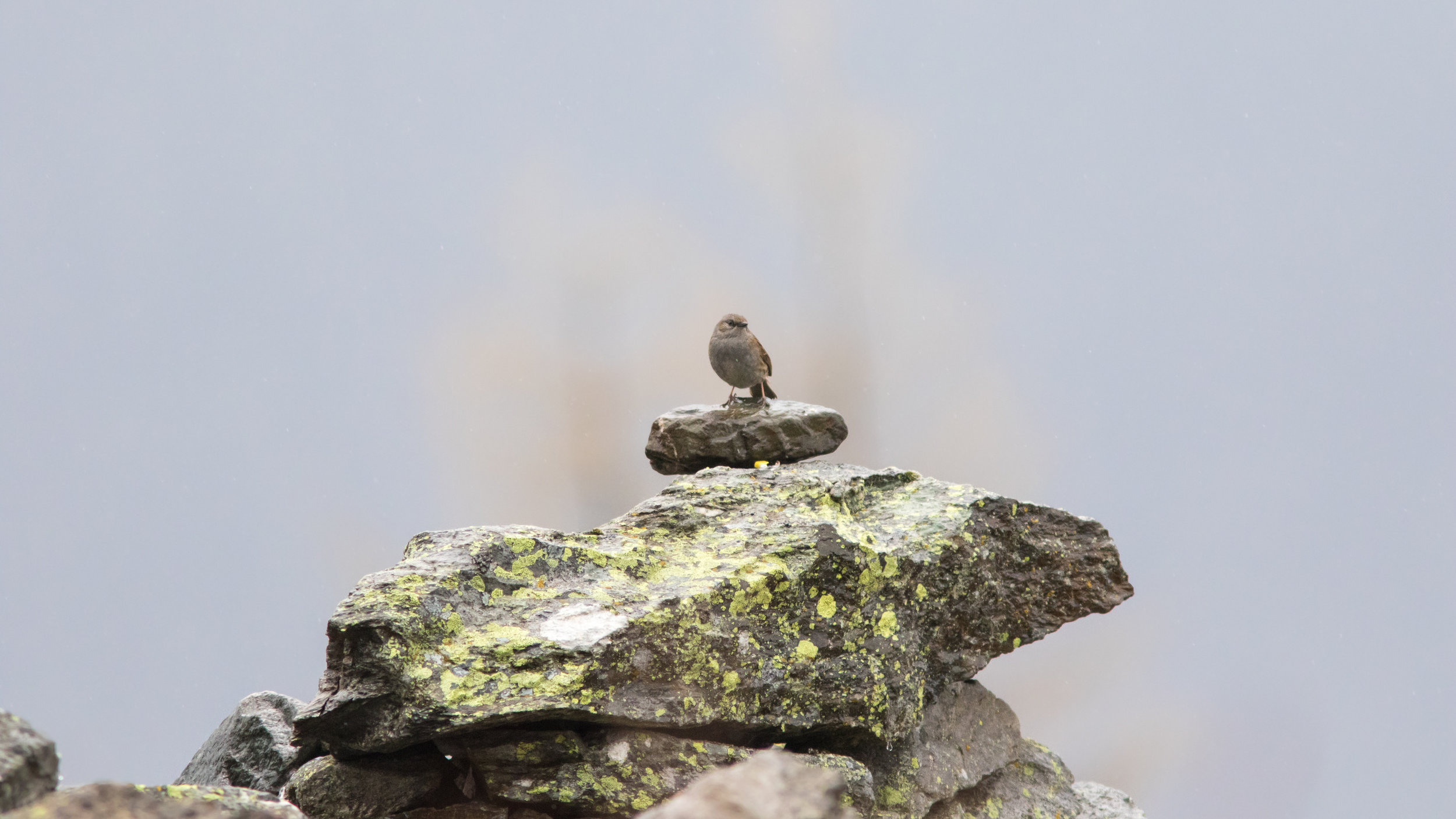 Dunnock (Prunella modularis)