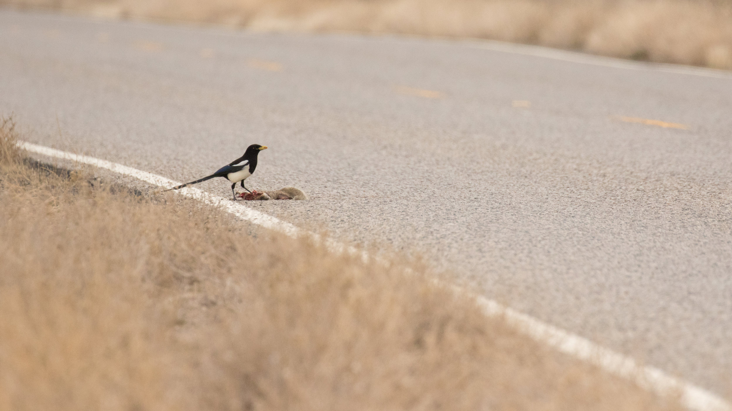 Yellow-billed Magpie (Pica nutalli)