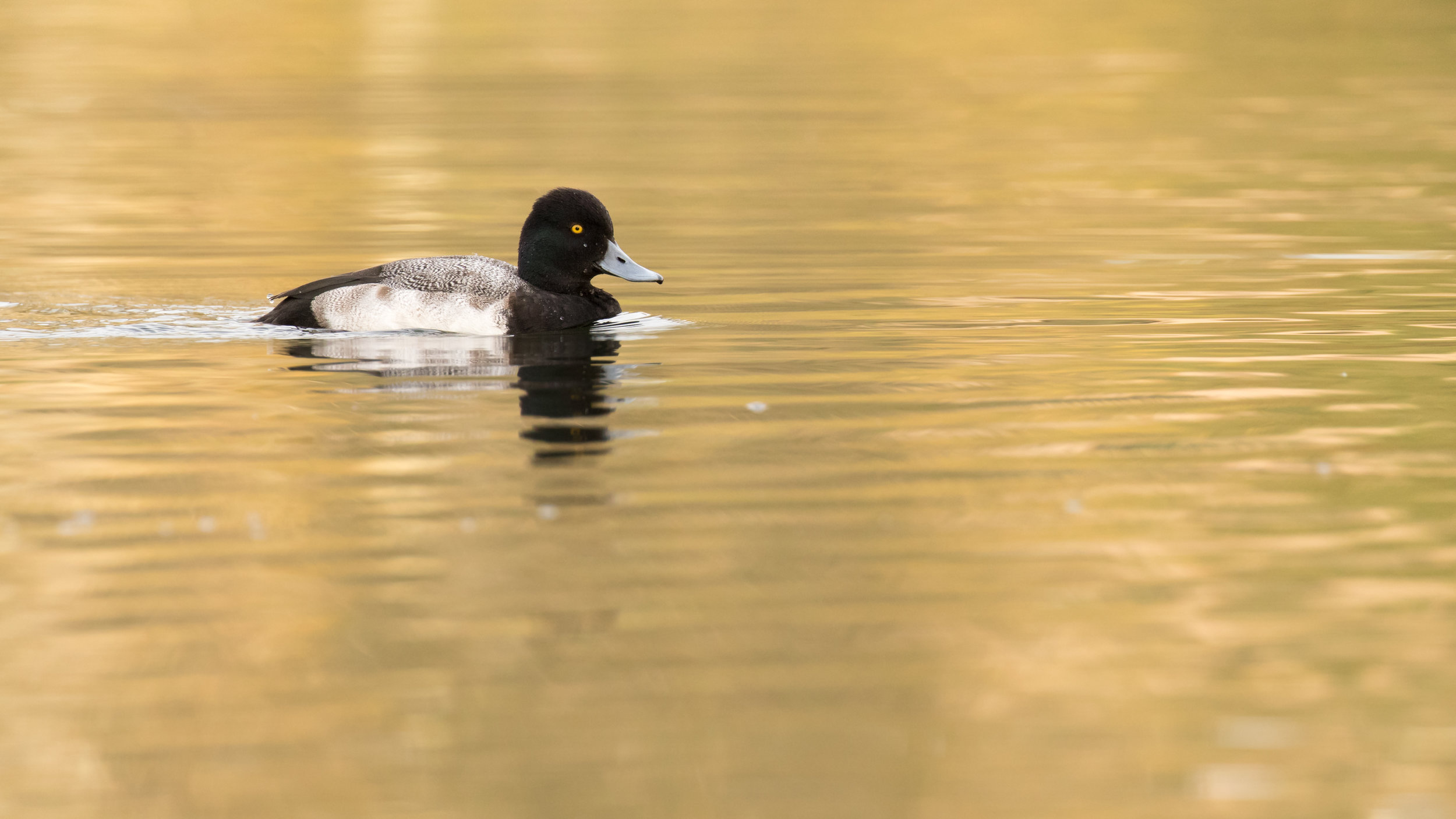 Lesser Scaup (Aythya affinis)