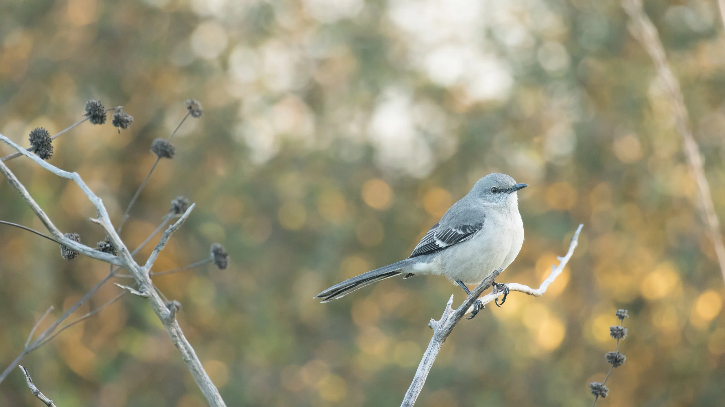 Northern Mockingbird Mimus Polyglottos Jonathan Guillot Wildlife Photographer