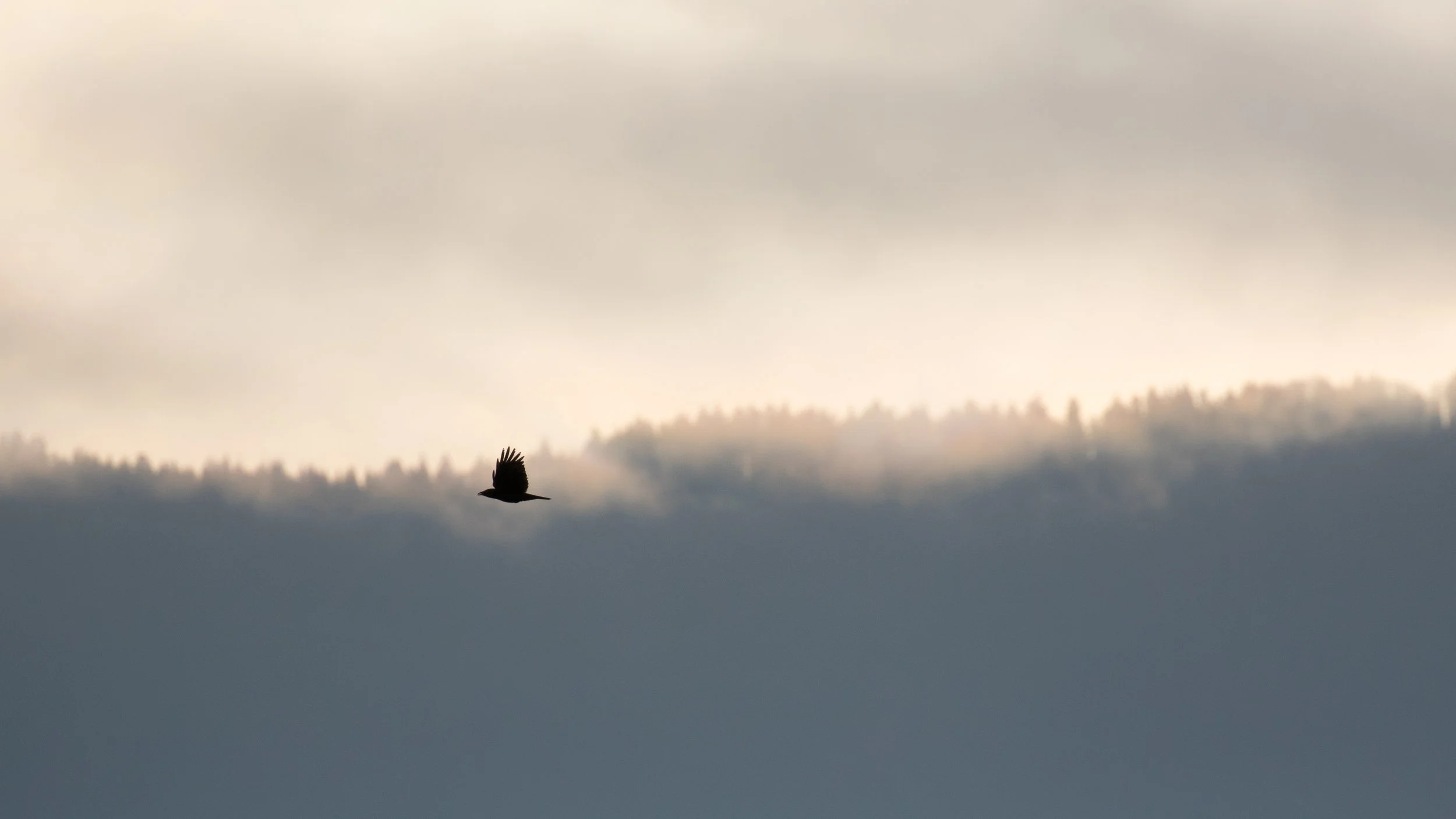 Corneille noire, Corvus corone 08h41