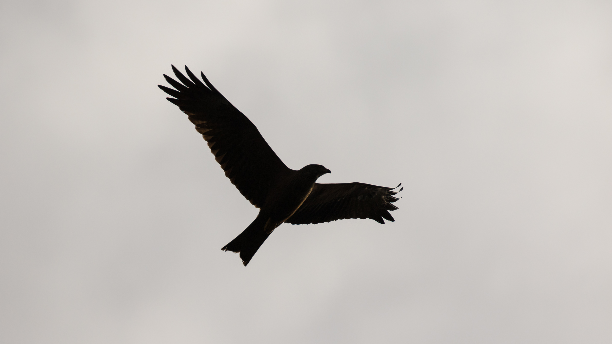 J33A8917-2017.jpg