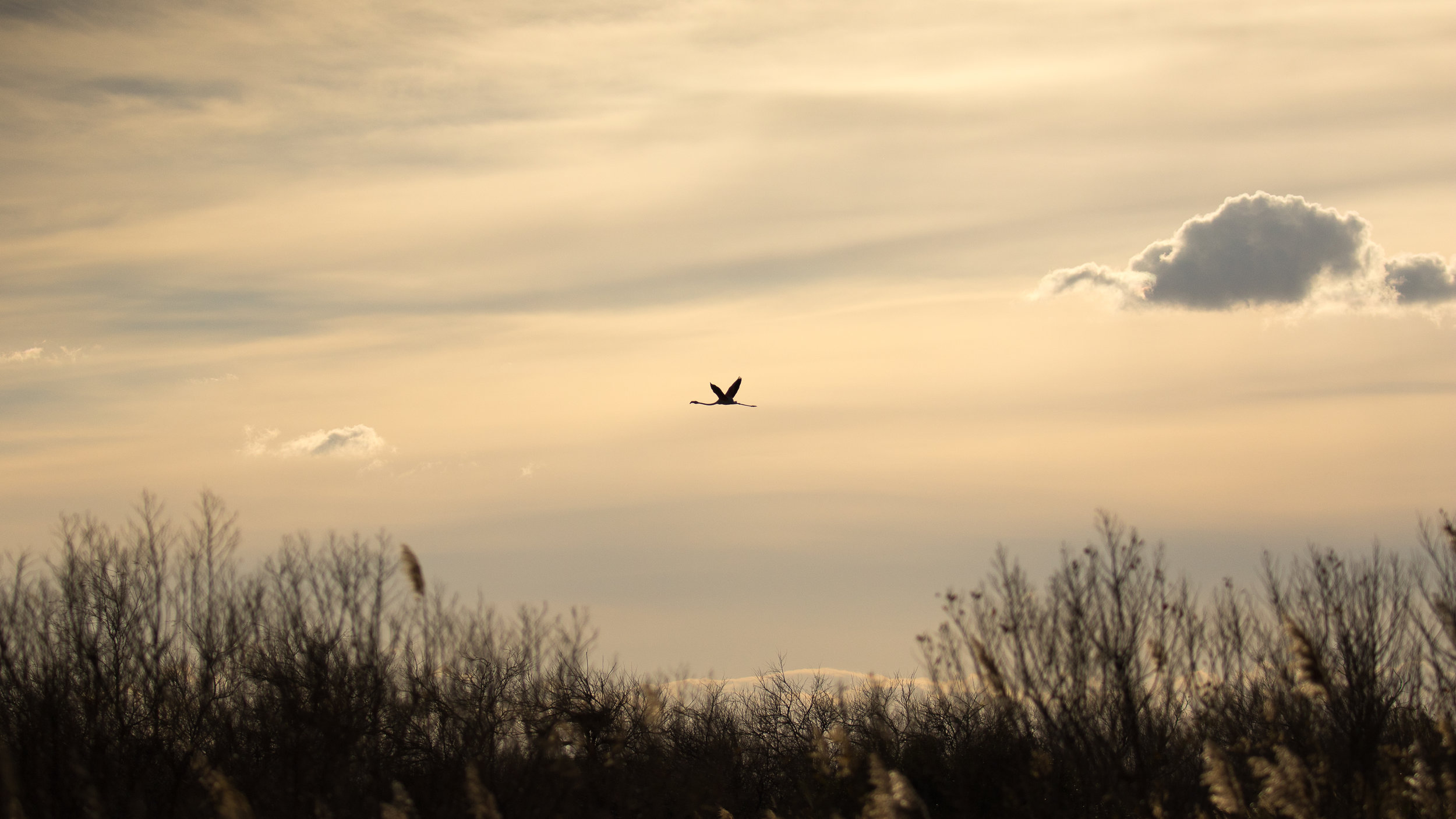 J33A5596-2018.jpg