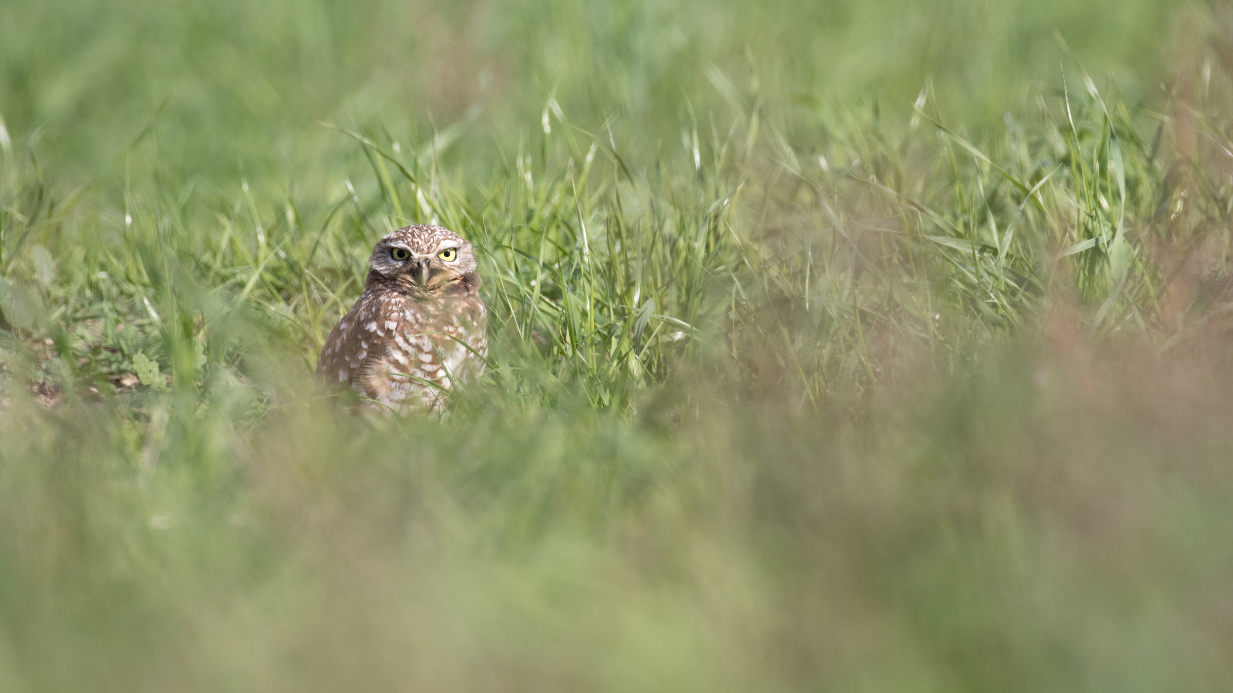 Burrowing Owl (Athene cunicularia)