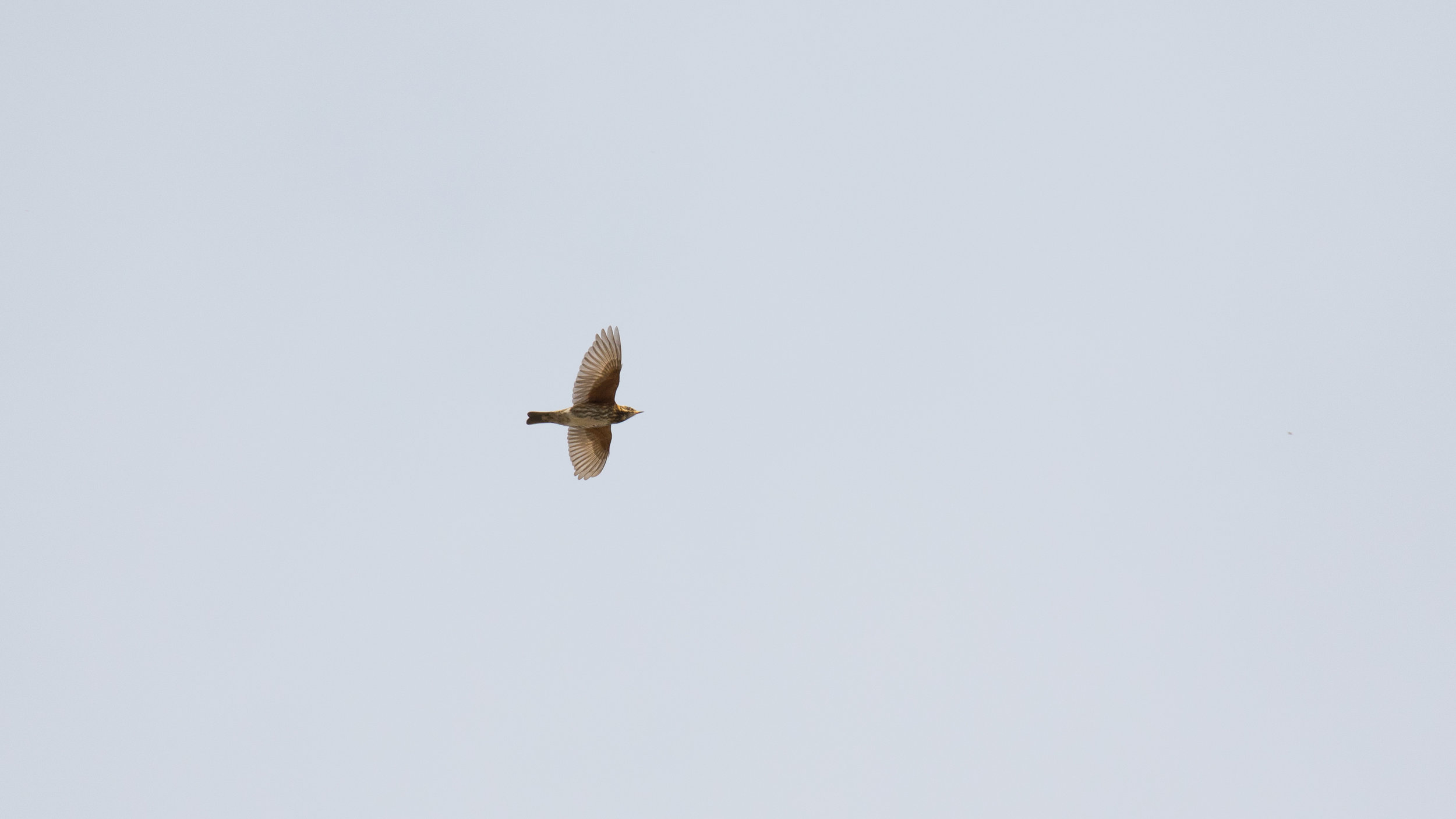 Redwing (Turdus iliacus)