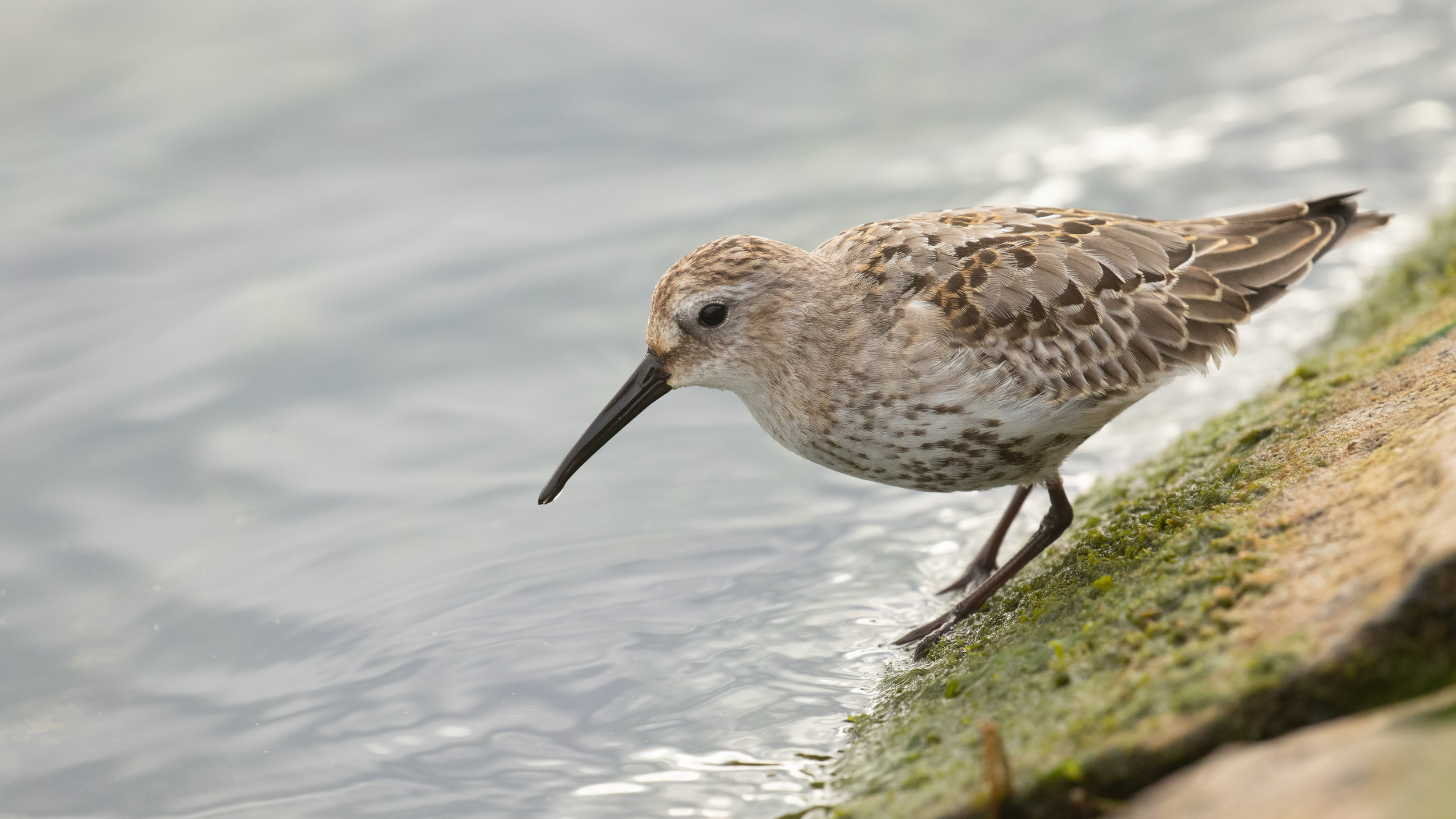 Dunlin (Calidris alpina)