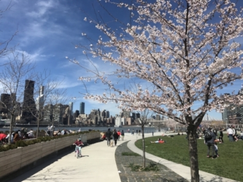 Manhattan Skyline View from LIC Waterfront.