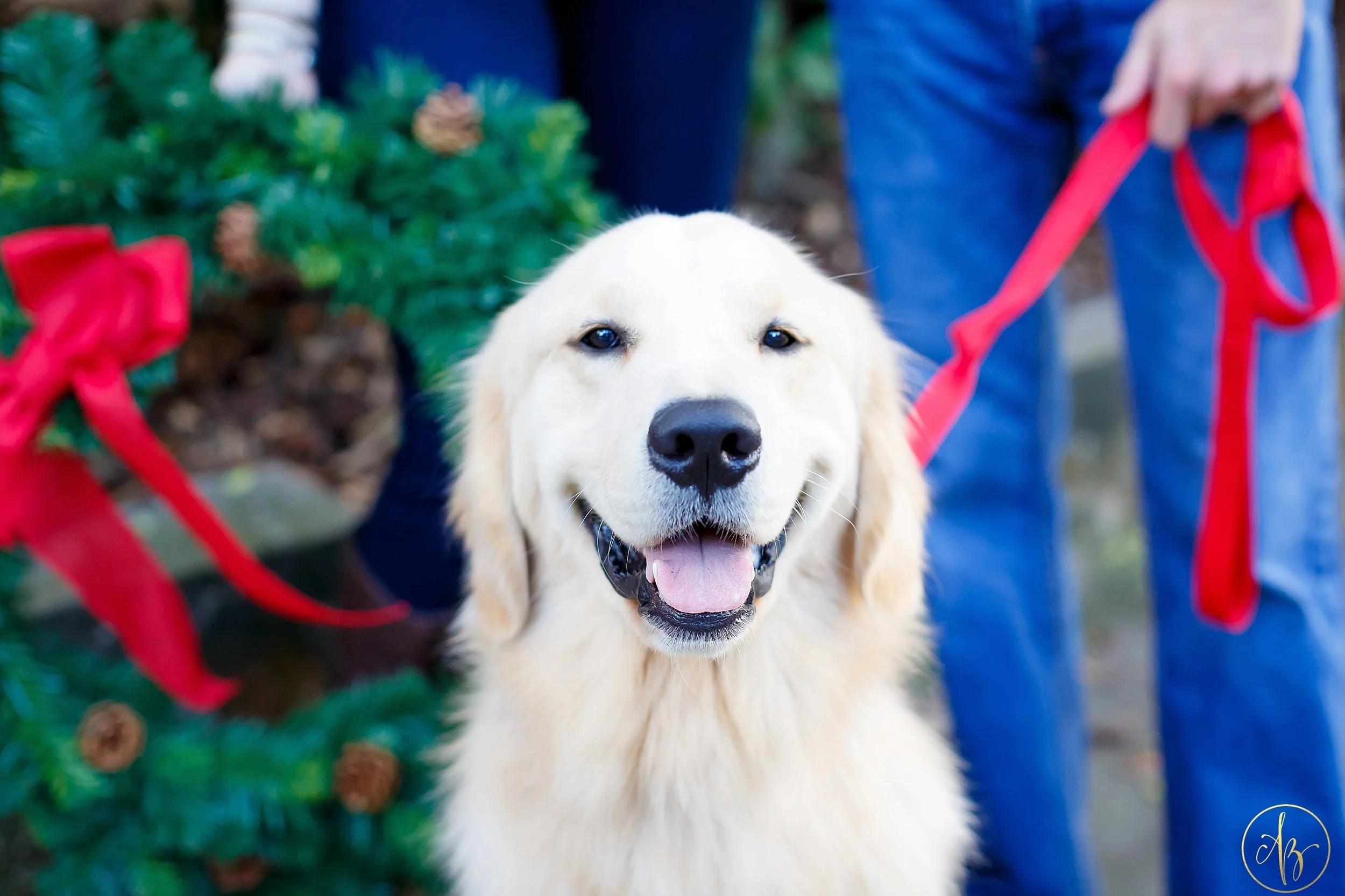 Hyde Park Village Tampa, FL // Holiday Mini Session Highlights