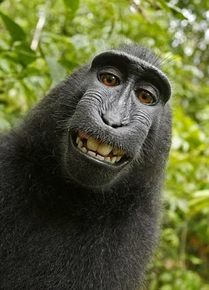 Grinning selfie of said monkey.