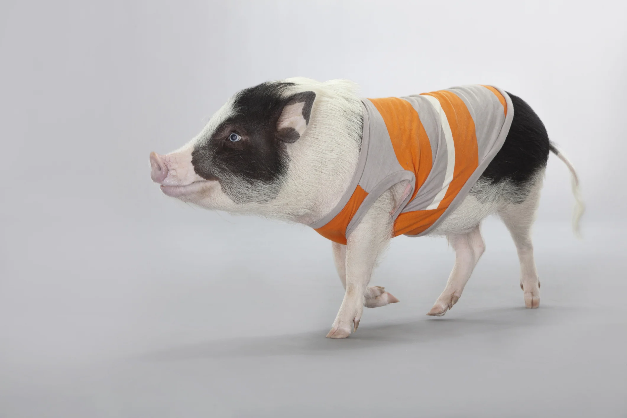 emotional-support-pig.jpg