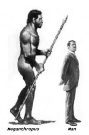 Meganthropus vs. modern man