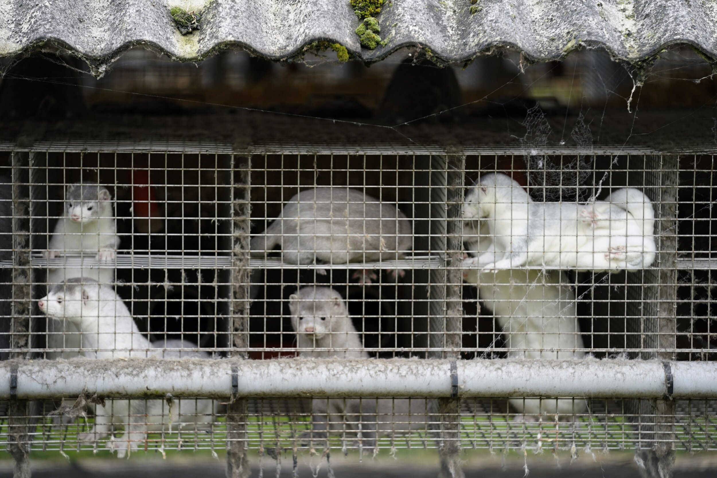 mink in cages in factory farms