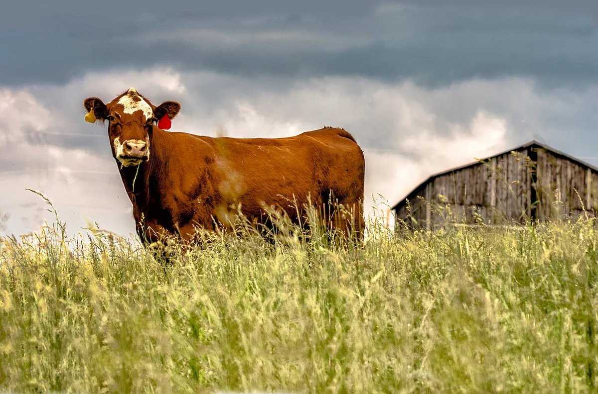 The Blessing of Property Rights - Farmers in Kentucky Reject 26M Offer to Buy Their Farm