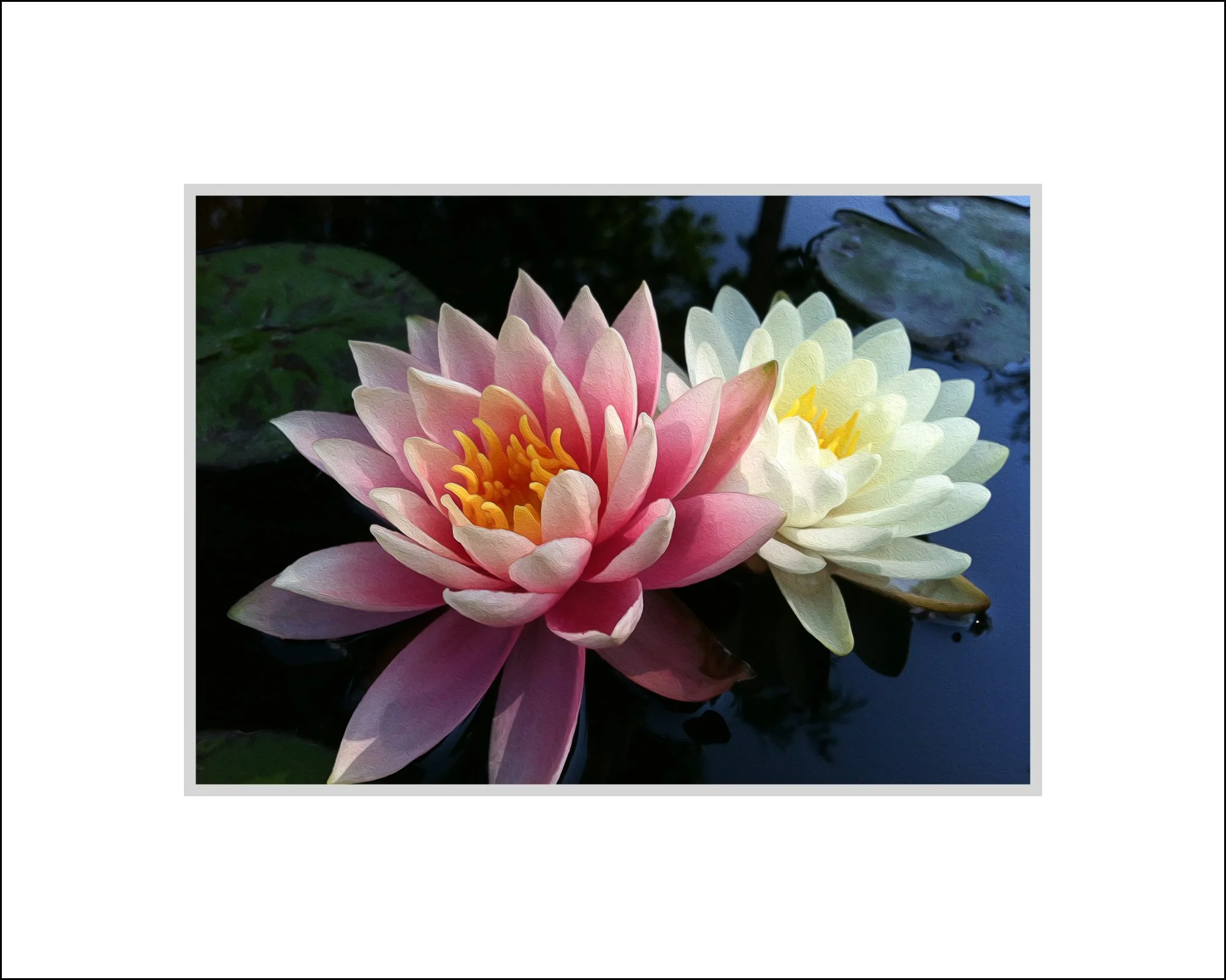 Lillies in My Pond.jpg