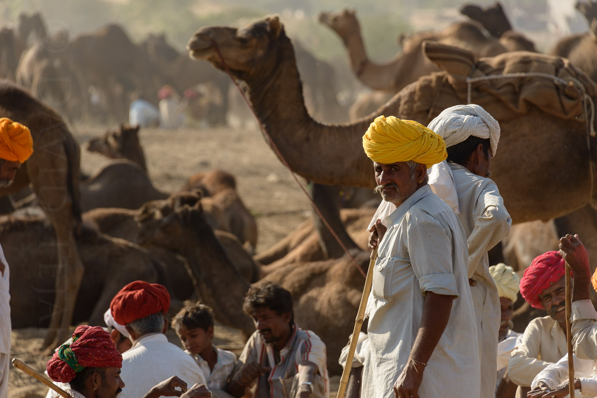 Pushkar Camel Fair