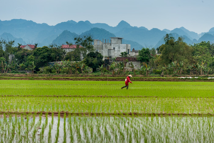 Rice paddies, Vietnam