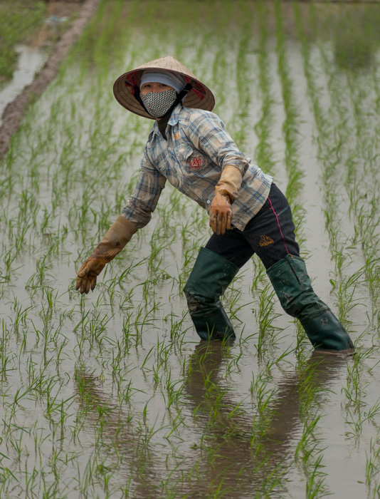 Field worker, Vietnam