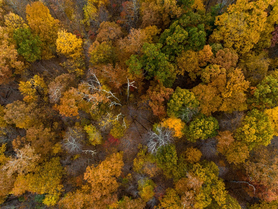  David is a  FAA approved remote pilot certificate holder  with a small UAS rating. We are offering a cool and affordable way of capturing aerial images for it's clients. With today's advanced technologies, David is able to fly his aerial platform (Q