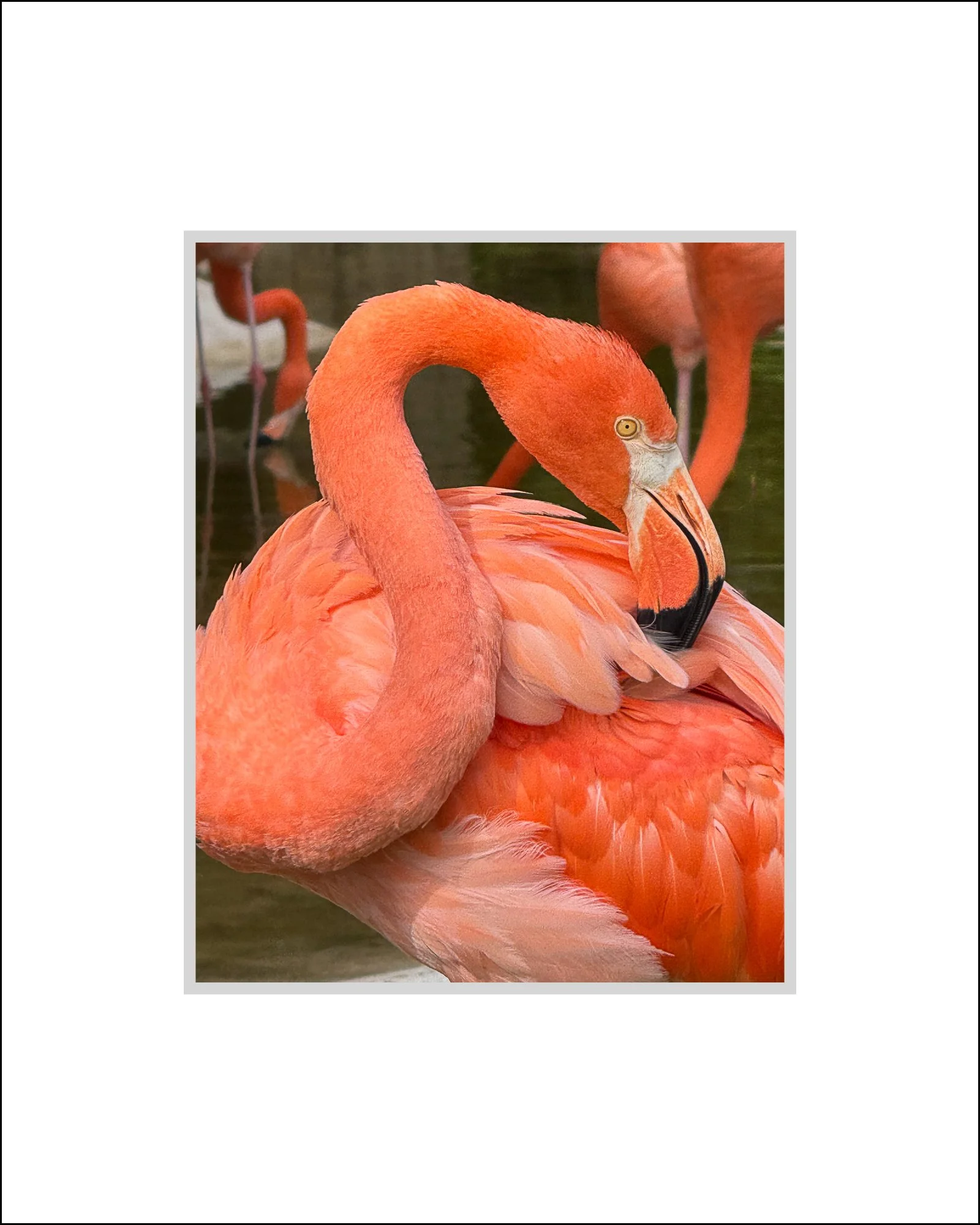 Flamingo.jpg