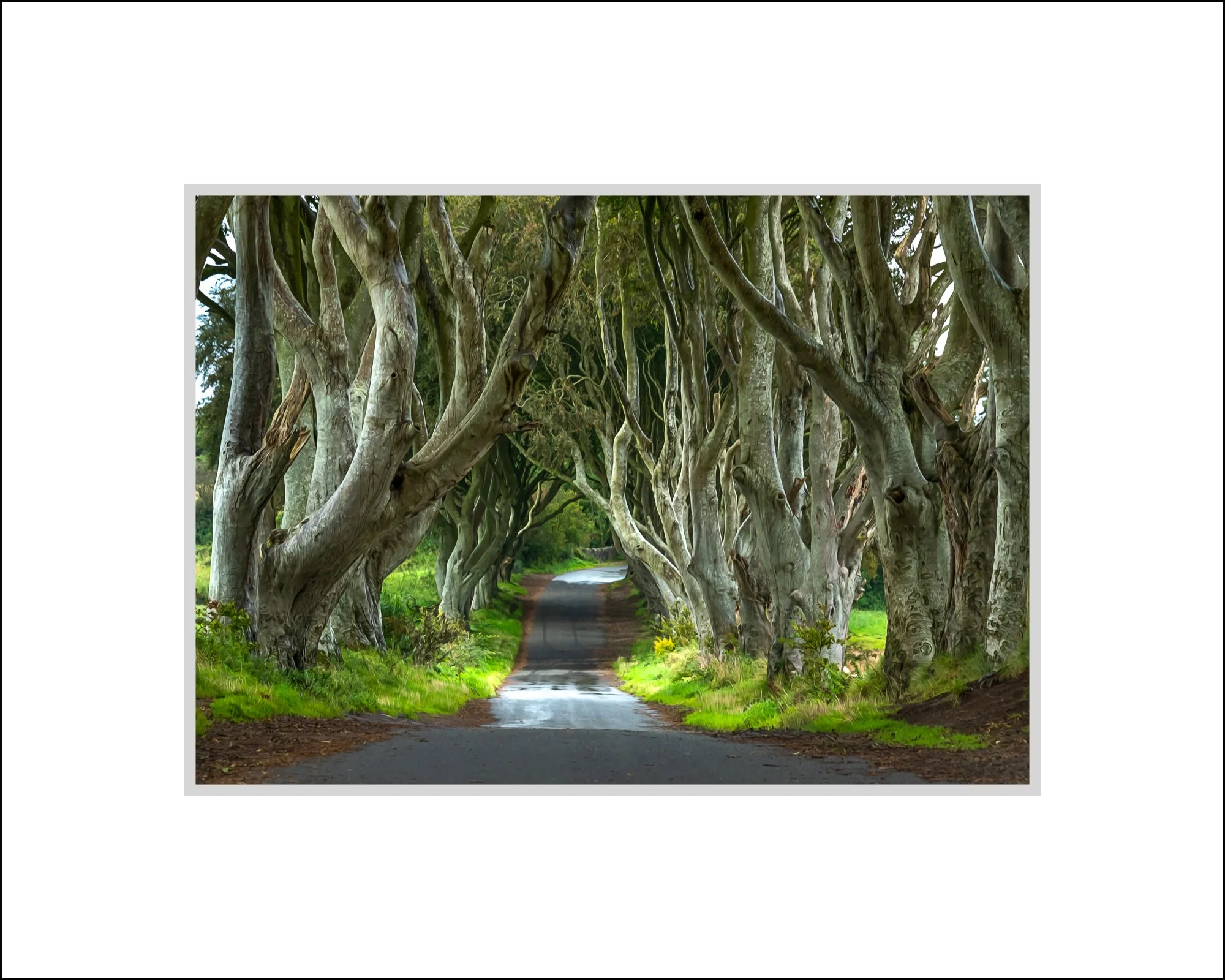 Dark Hedges, Ireland.jpg