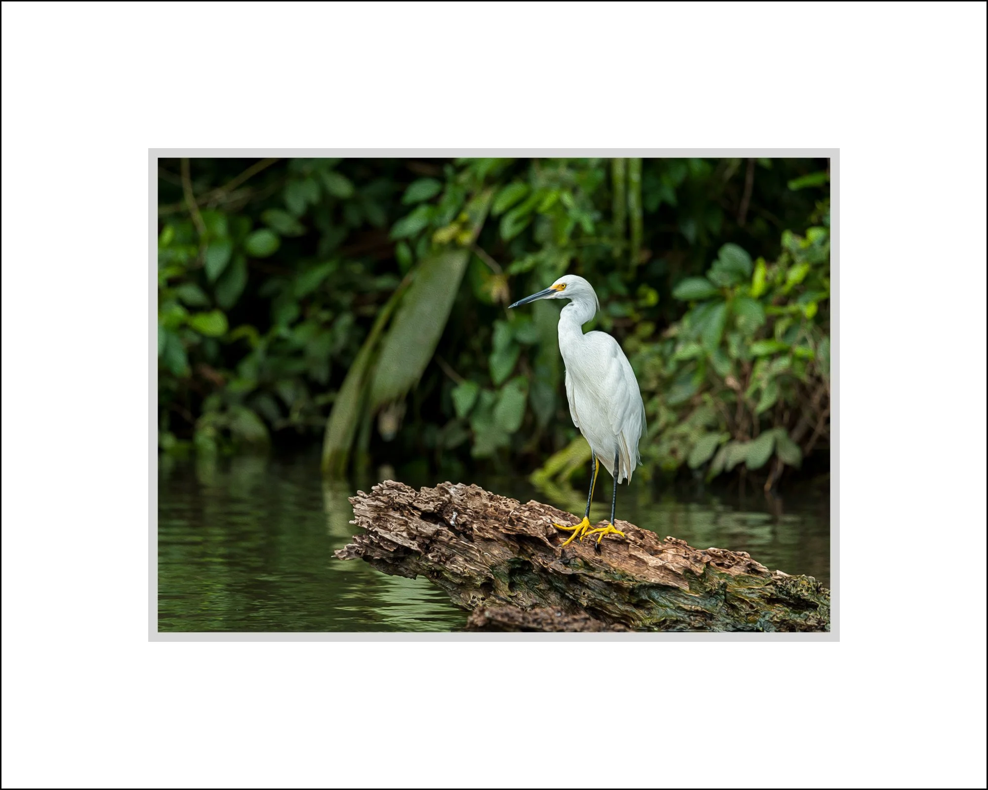Egret on Stump.jpg