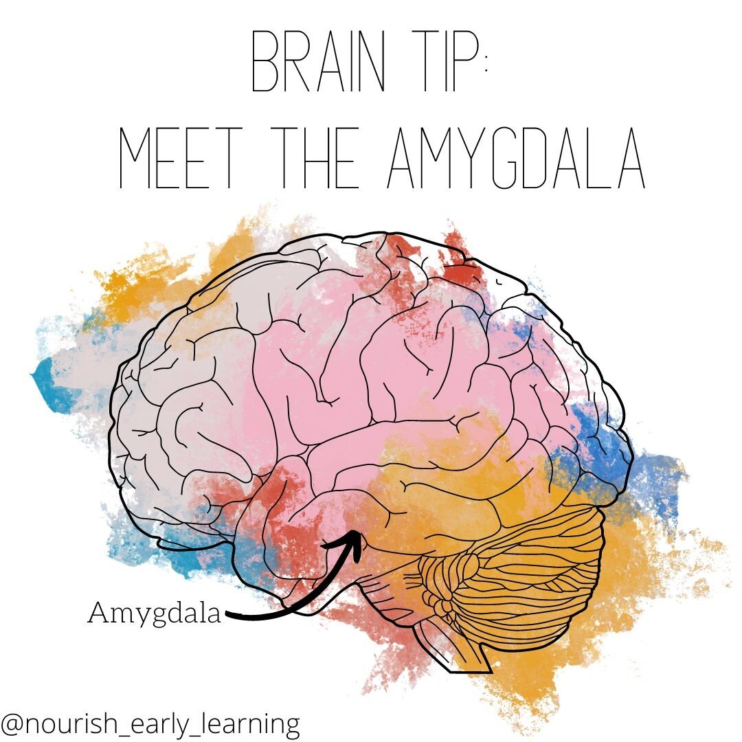With understanding the amygdala and other structures of our brain, we become aware of the shifts in our body during stress responses. 

Our bodies store the information gathered from our environment, relationships and thoughts. When your amygdala is 