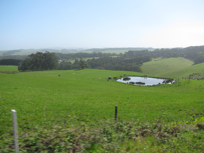  If we weren't driving along the azure water, we were among beautiful rolling pastures. 