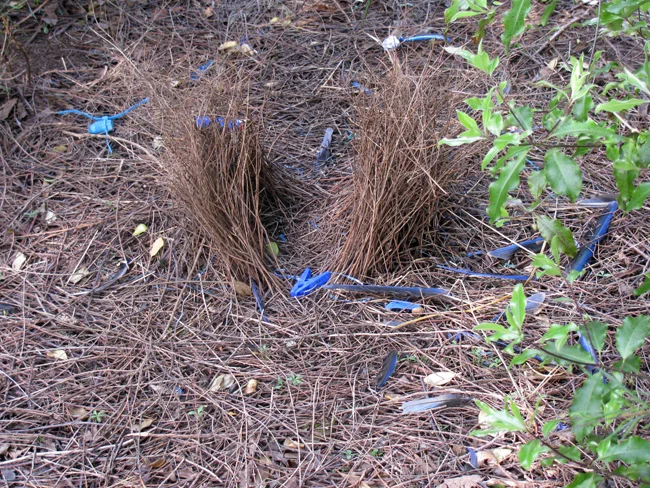 I almost cried when I saw they had a Bower bird on the property! What a sight to see in person (I'm a bit of a bird nut).